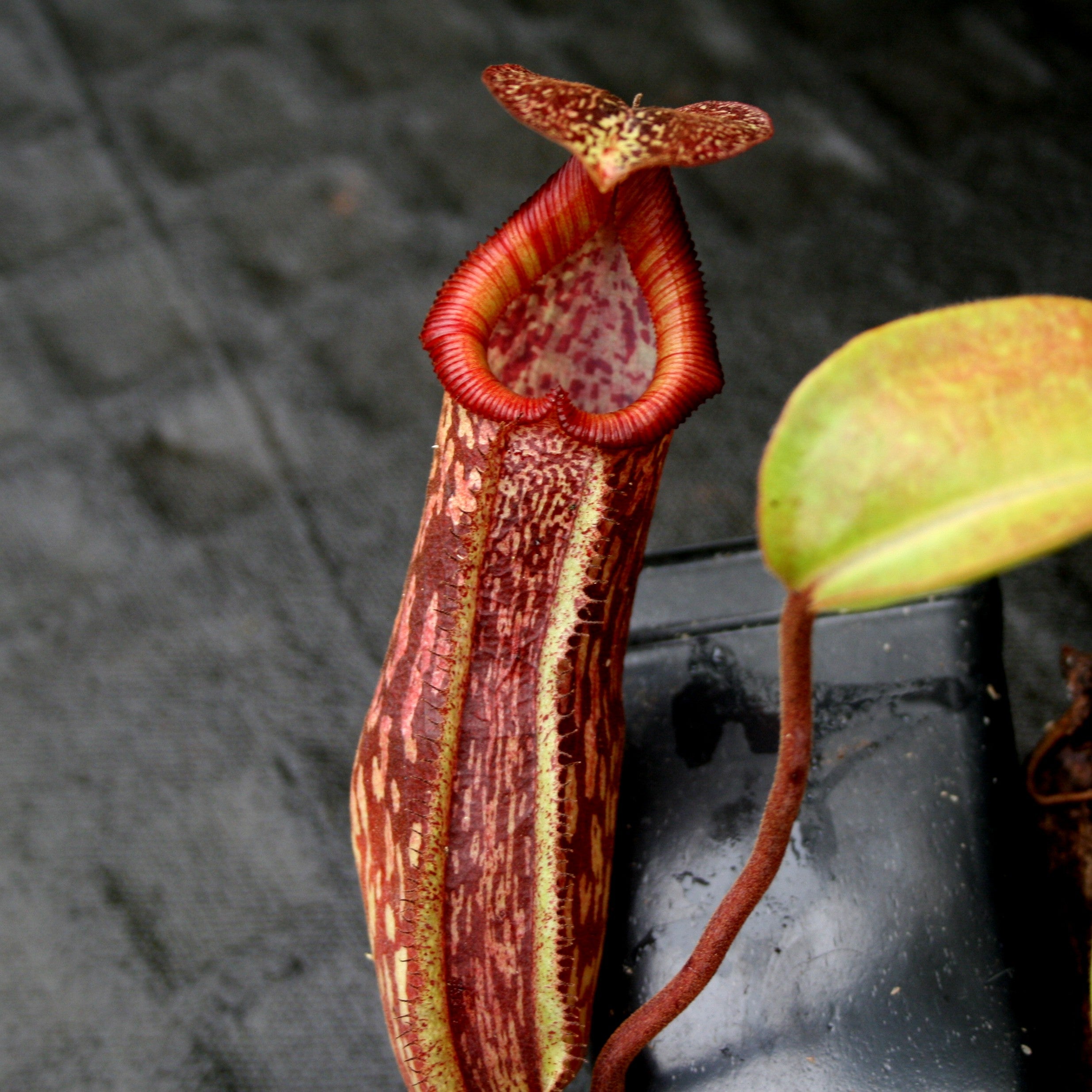 Nepenthes maxima x Trusmadiensis – Carnivero