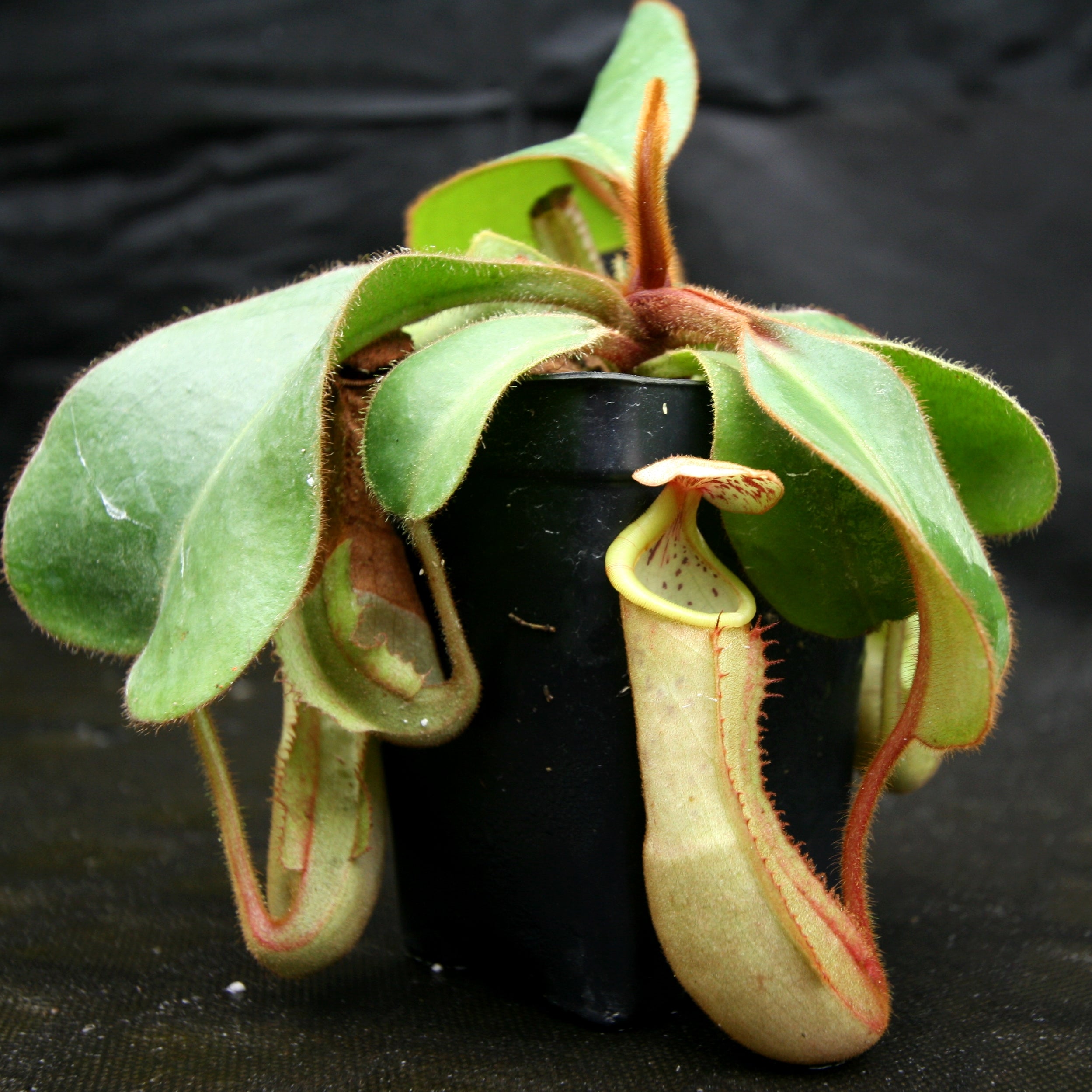 Nepenthes veitchii x clipeata, CAR-0128 – Carnivero