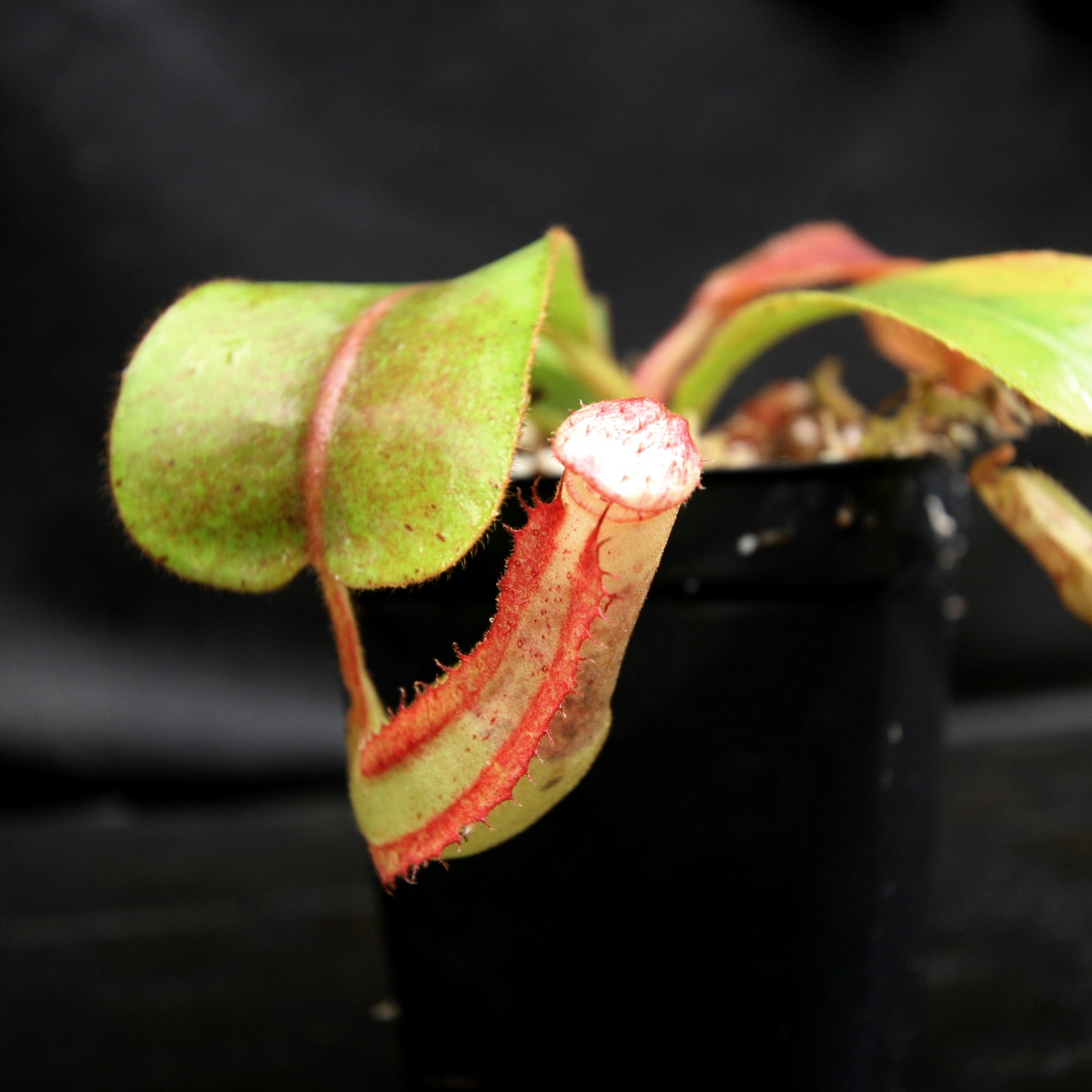 Nepenthes veitchii x clipeata, CAR-0128 – Carnivero