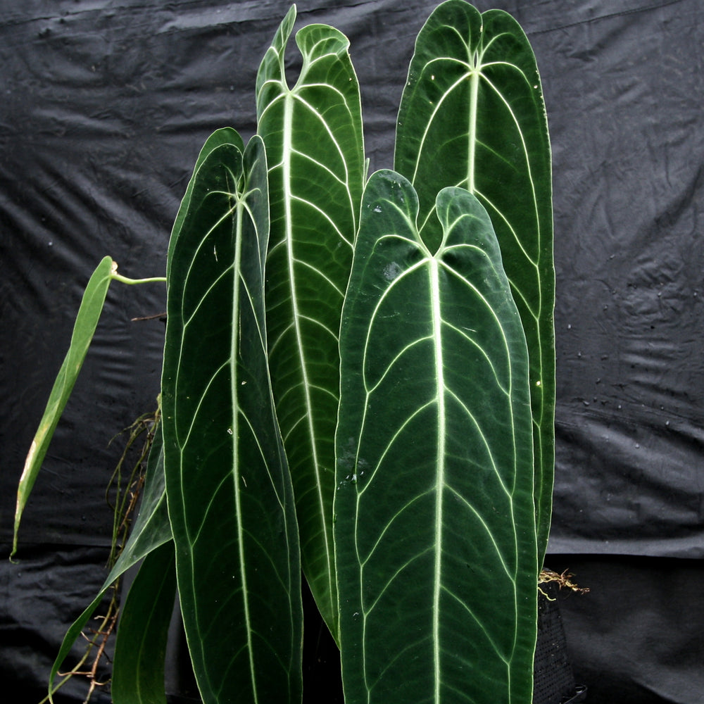 
                      
                        Anthurium warocqueanum, Queen Anthurium
                      
                    