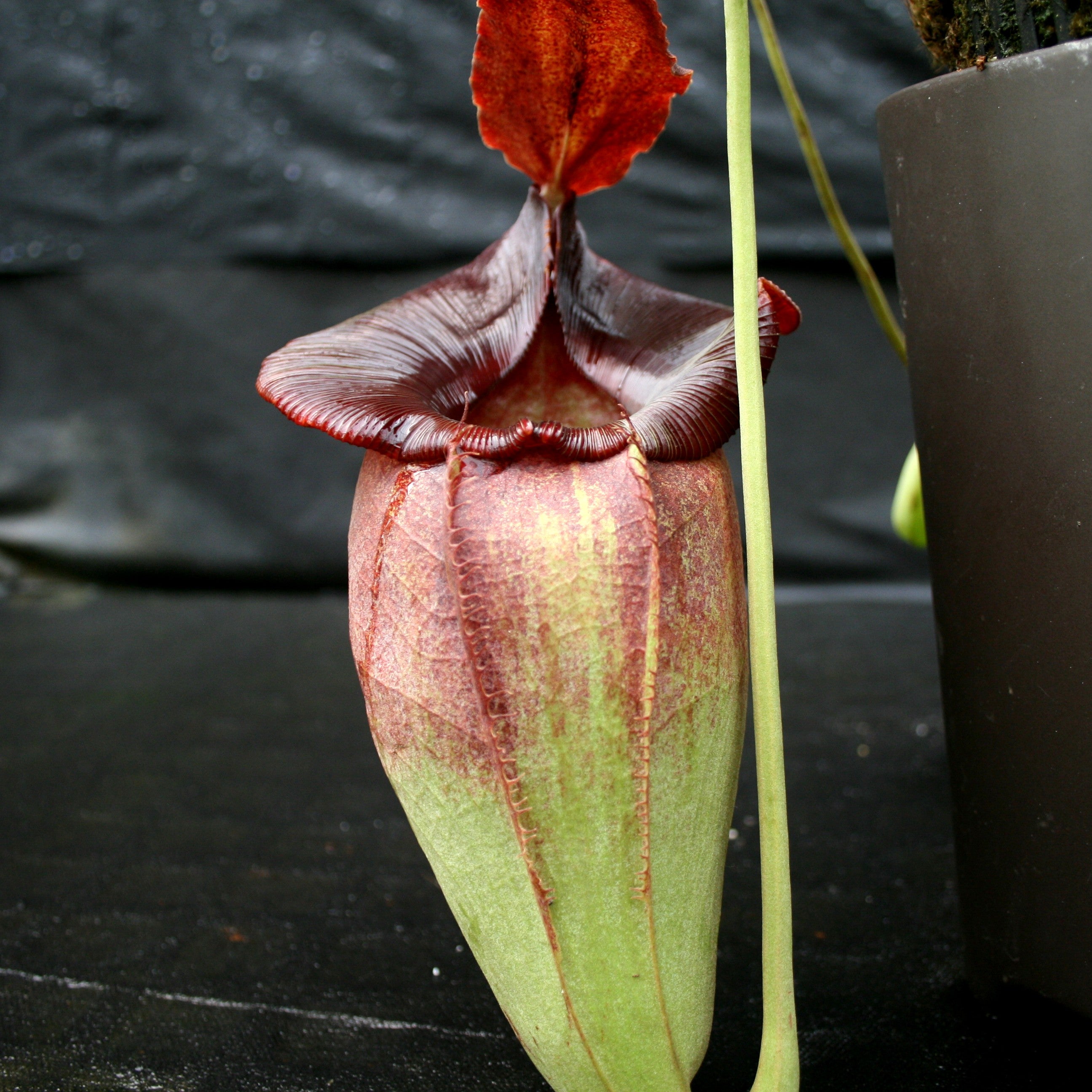 Nepenthes spathulata x jacquelineae – Carnivero