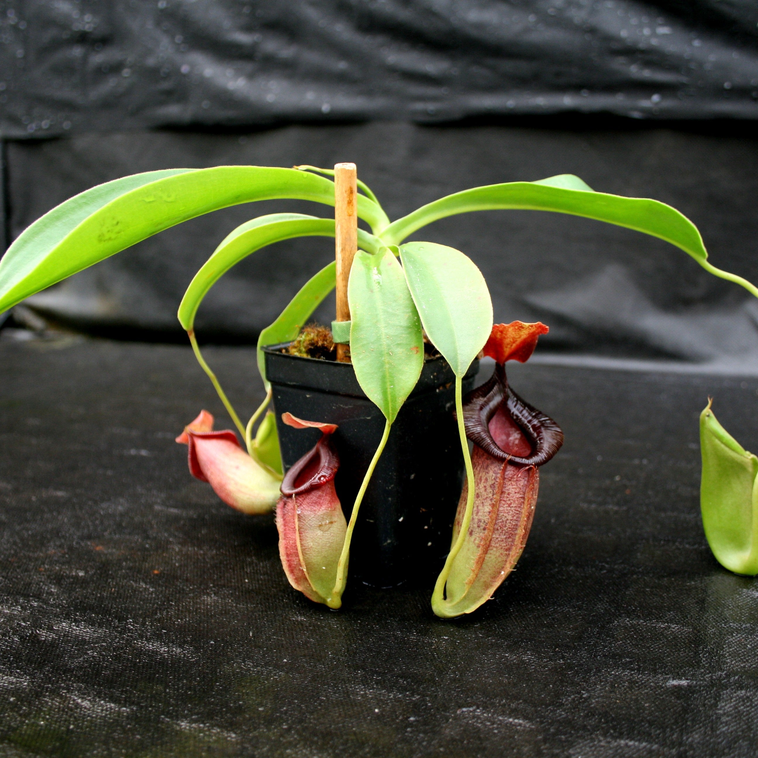 N.spathulata x jacquelineae BE-3883 4号【食虫植物ネペンテス】HIPS クリアランス 13-06646