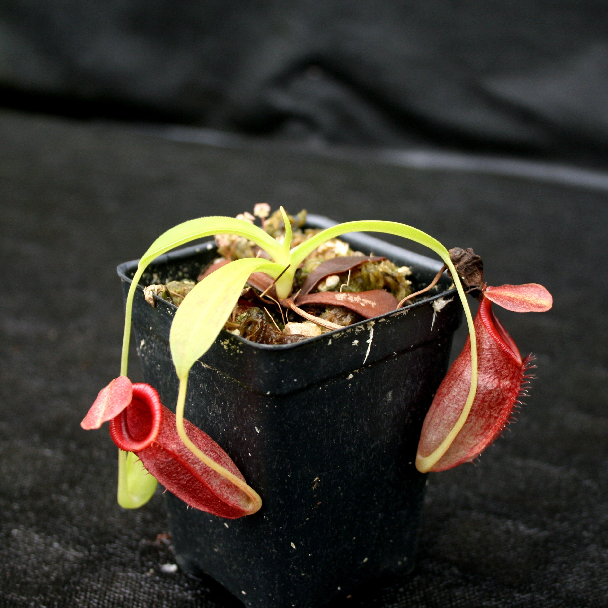 Nepenthes spathulata x jacquelineae – Carnivero