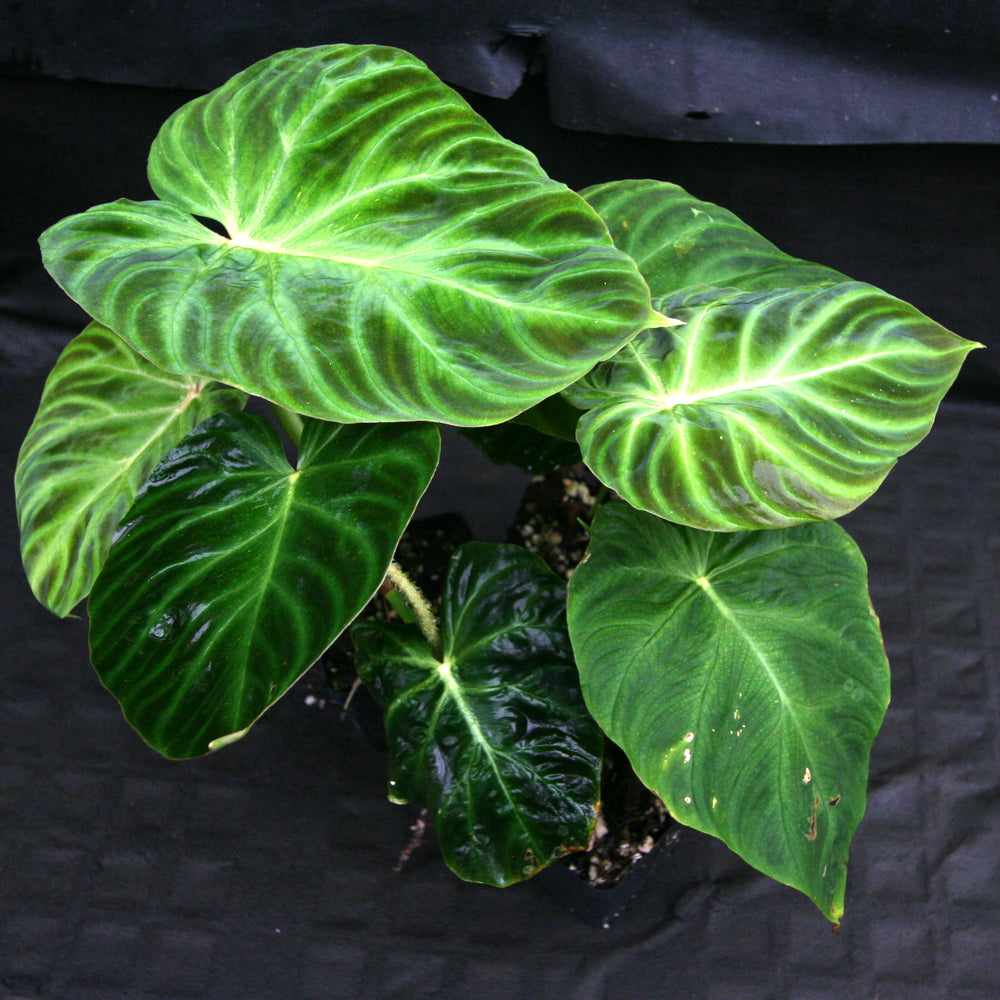 Philodendron verrucosum 