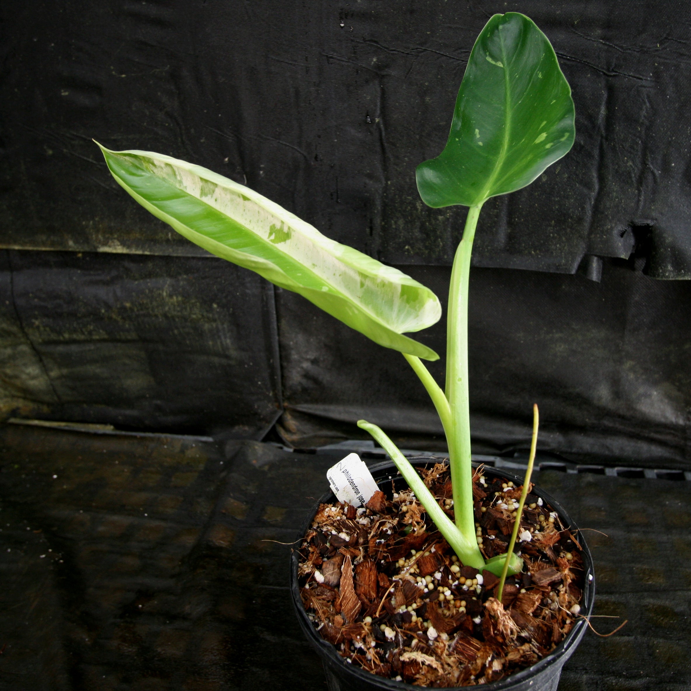 Variegated buy Philodendron Jose Buono seedling plant