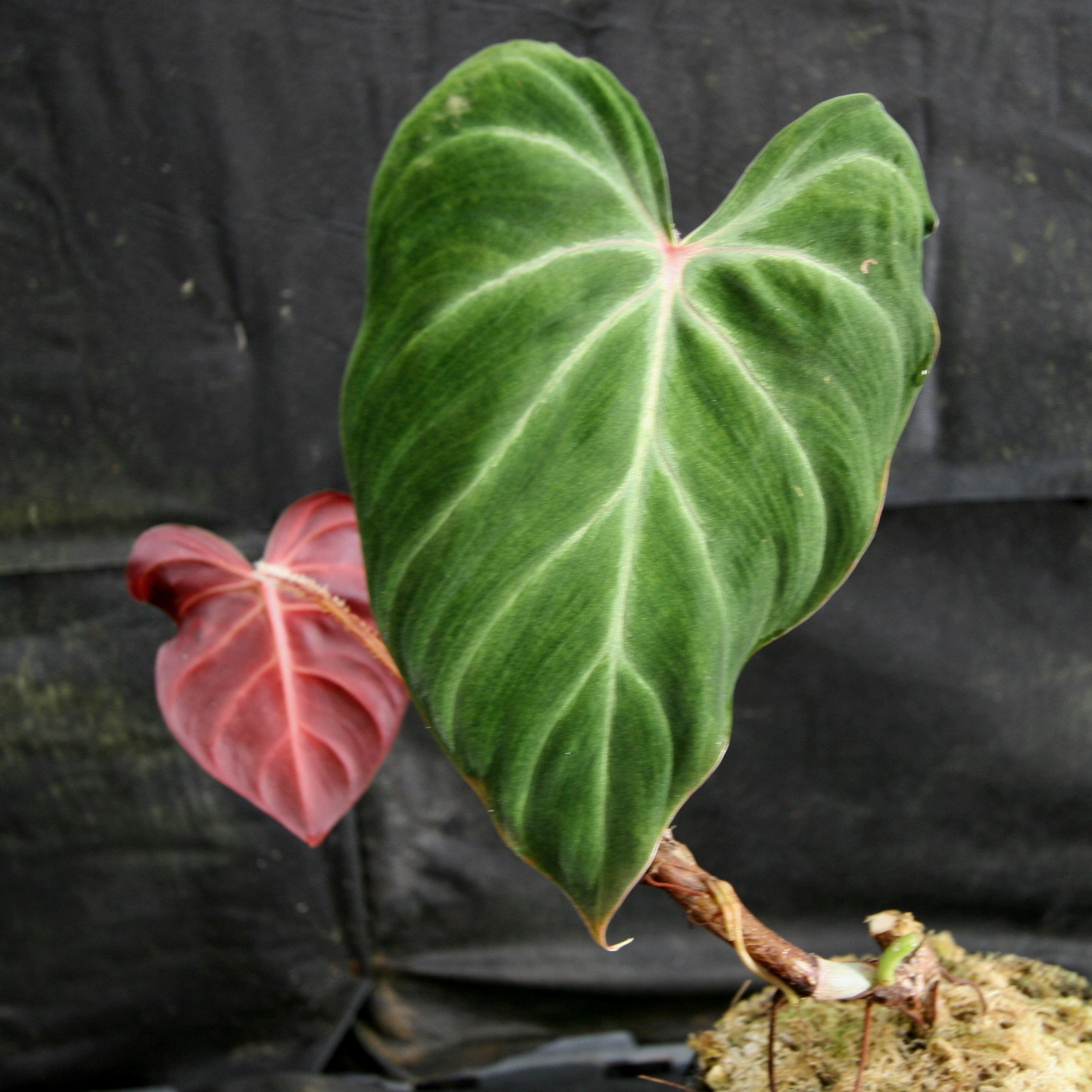 340) US seller Philodendron Verrucosum normal red back (rooted！) top