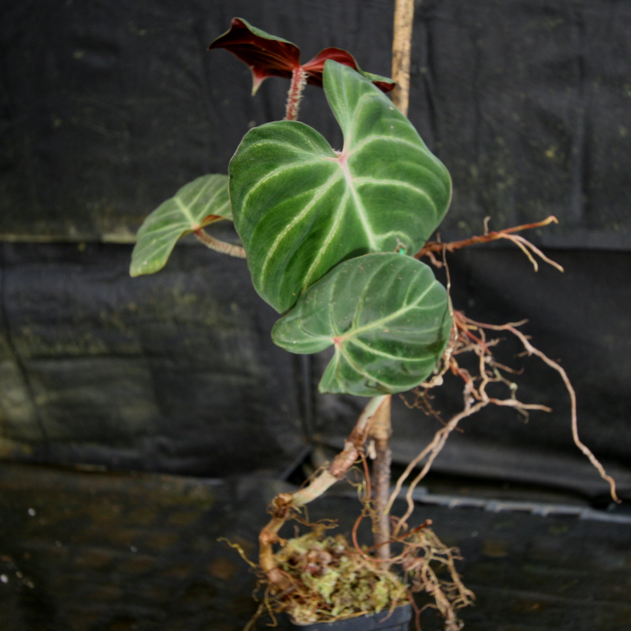 Online 340) US seller Philodendron Verrucosum normal red back (rooted！)