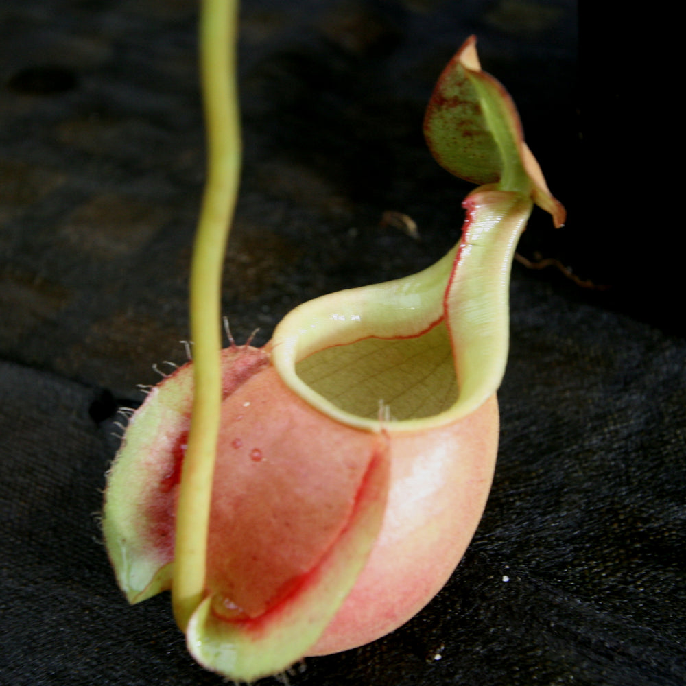 Nepenthes bicalcarata x Viking