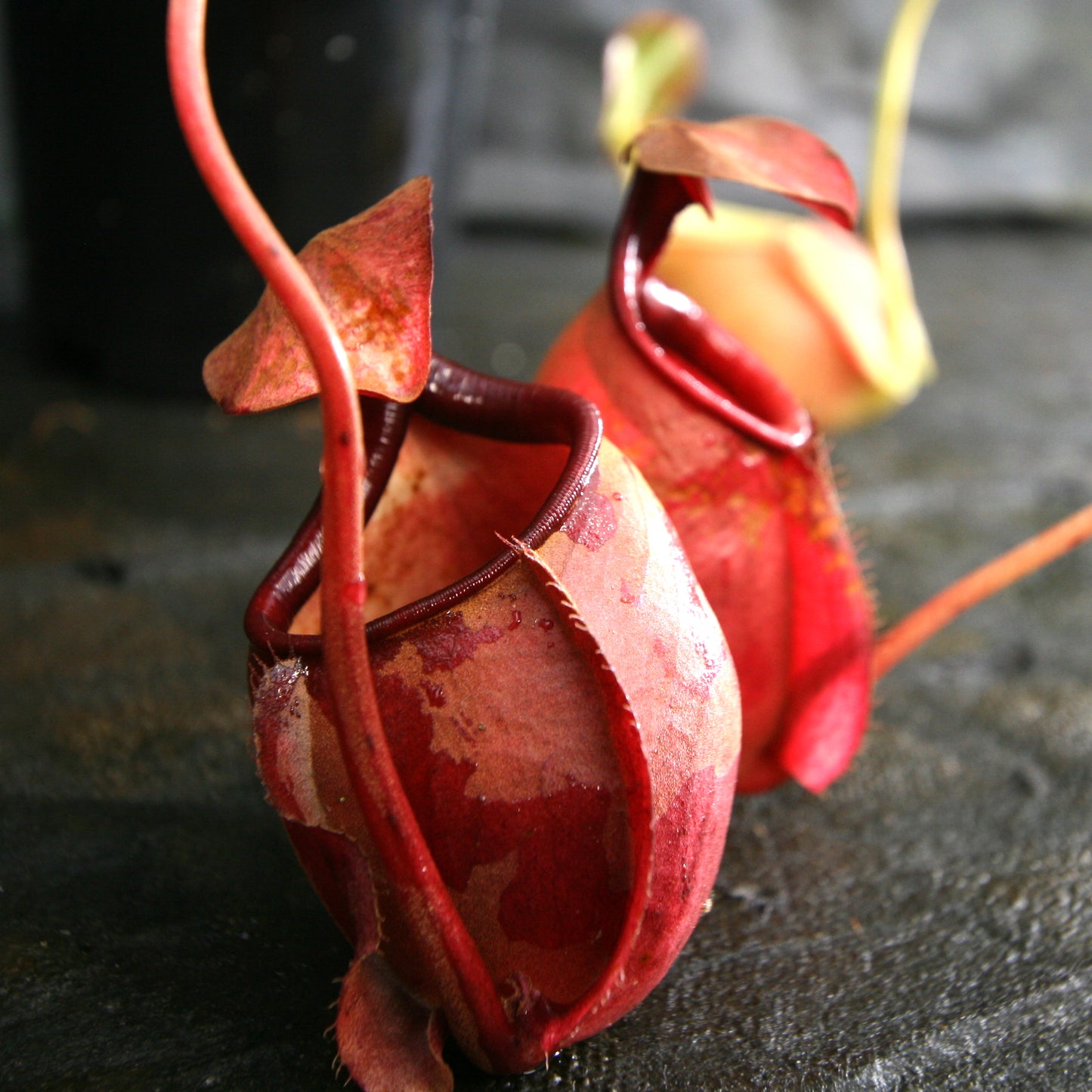 Nepenthes bicalcarata x Viking