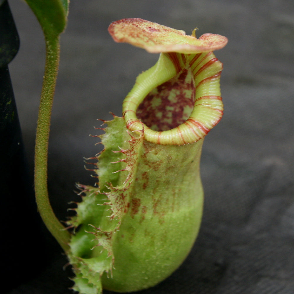 Nepenthes (spathulata x lowii) x [(lowii x veitchii) x boschiana] 