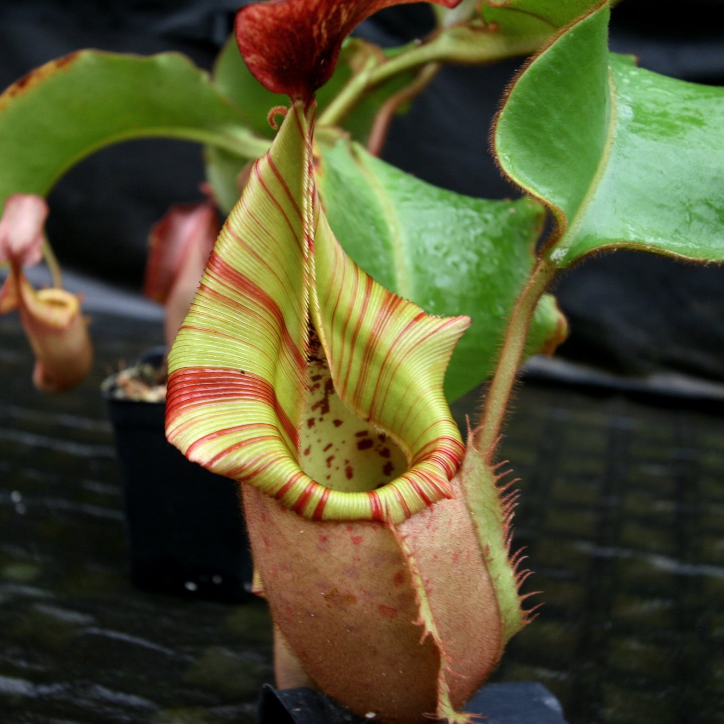 Nepenthes veitchii (Murud Striped x Candy), clone 3