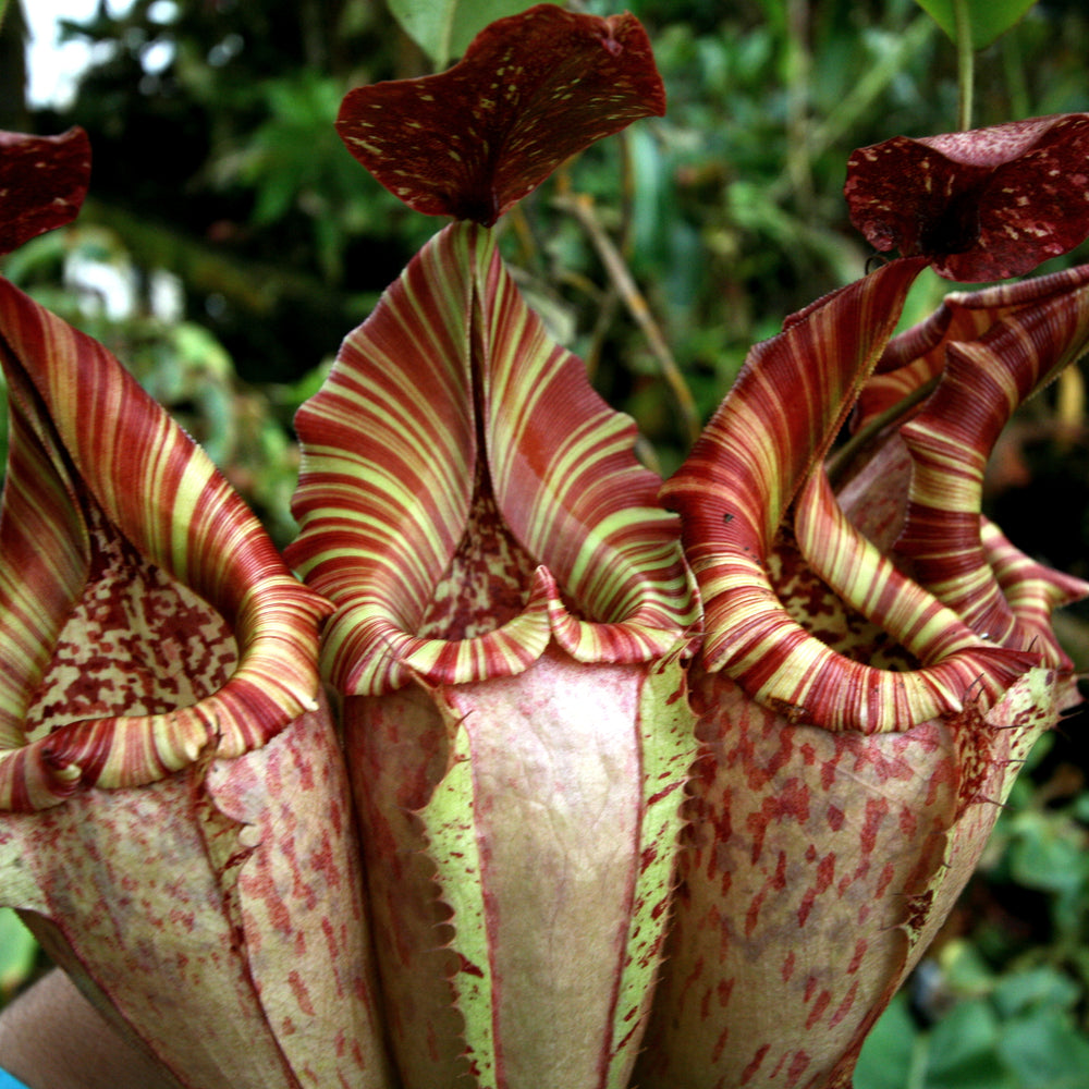 Nepenthes maxima x veitchii HL