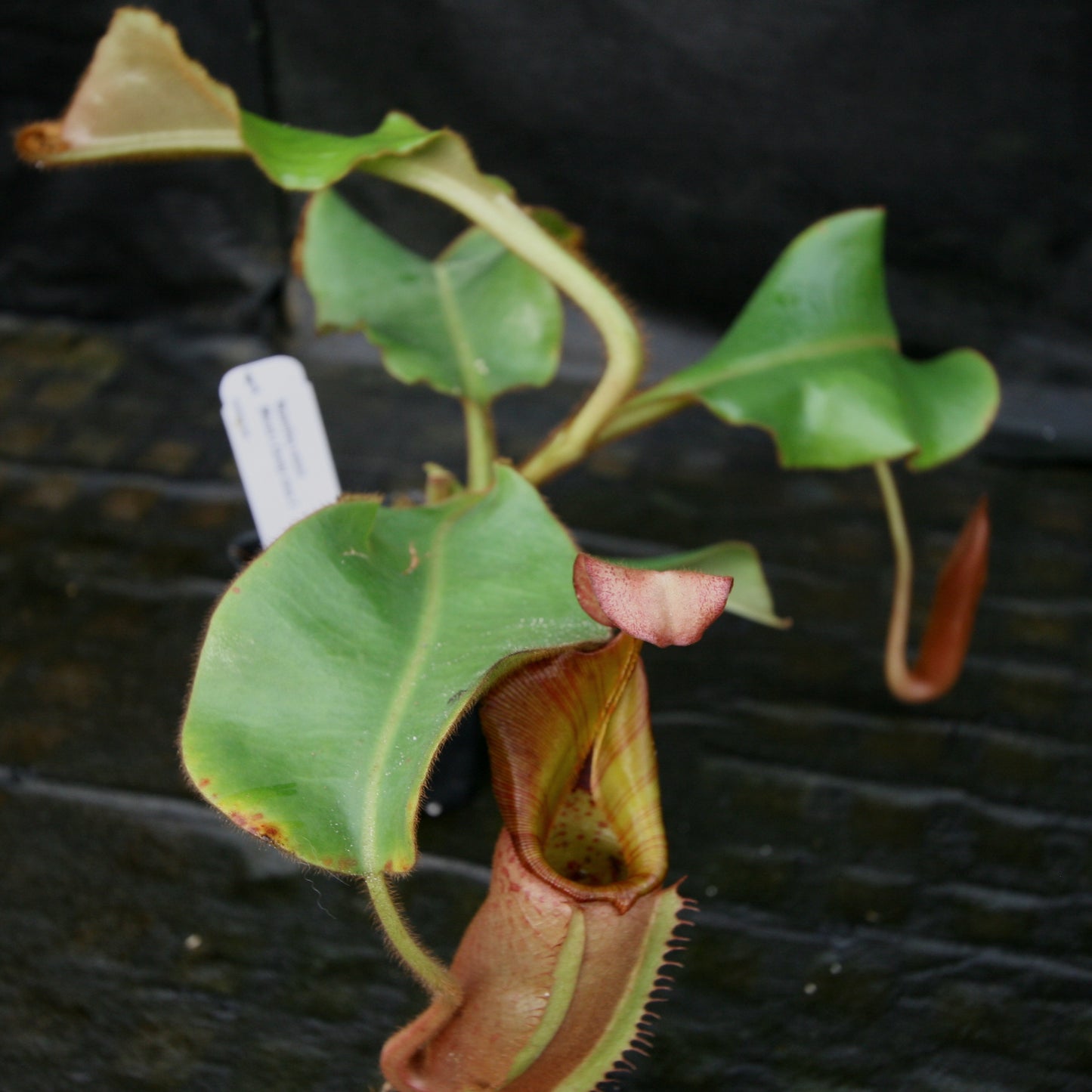 Nepenthes veitchii (Murud Striped x Candy), clone 3