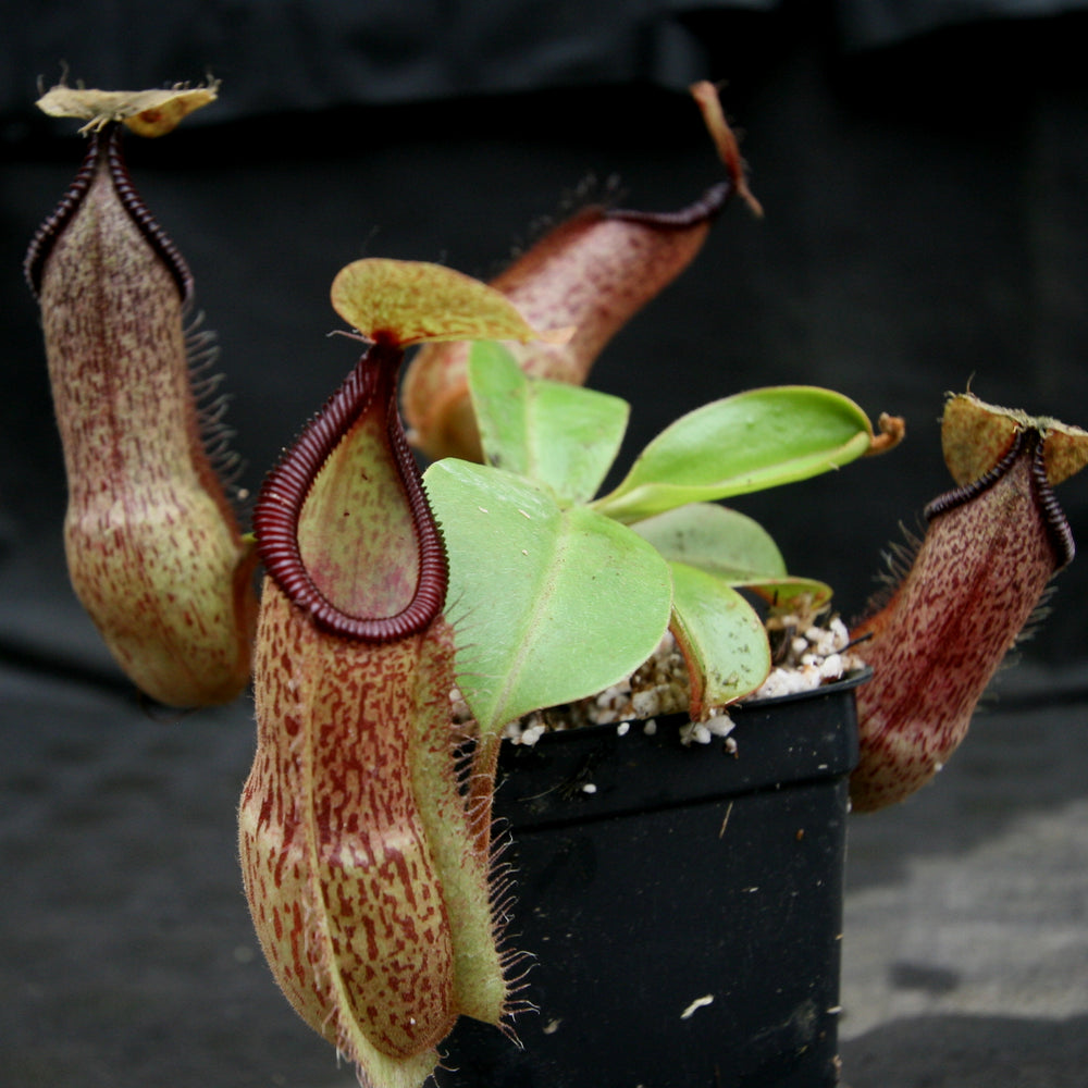 Nepenthes hamata Tambusisi x truncata 