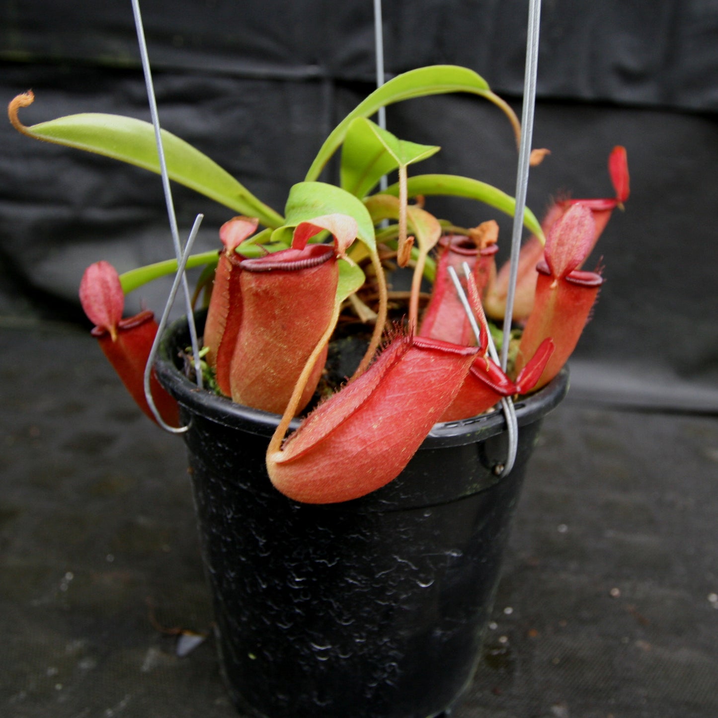 Nepenthes Lady Luck