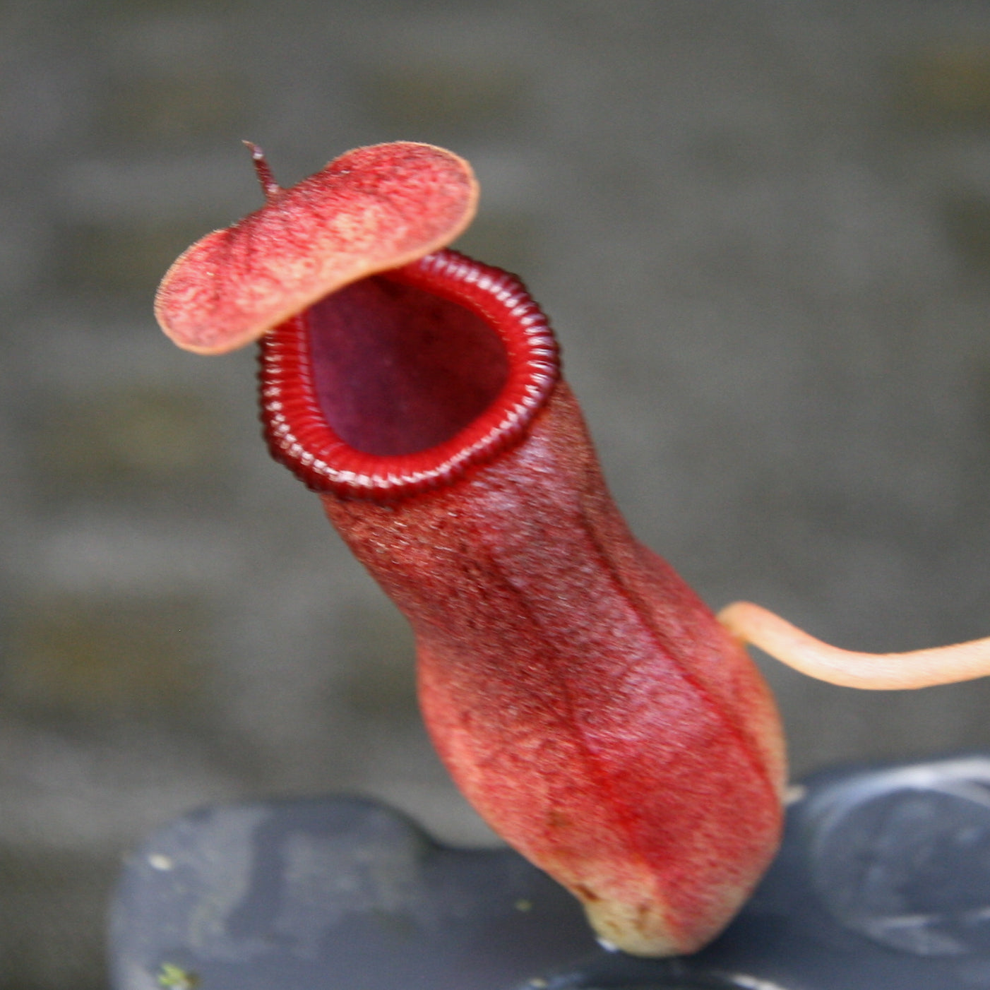 Nepenthes ventricosa x ovata, CAR-0185, pitcher plant, carnivorous plant, collectors plant, large pitchers, rare plants