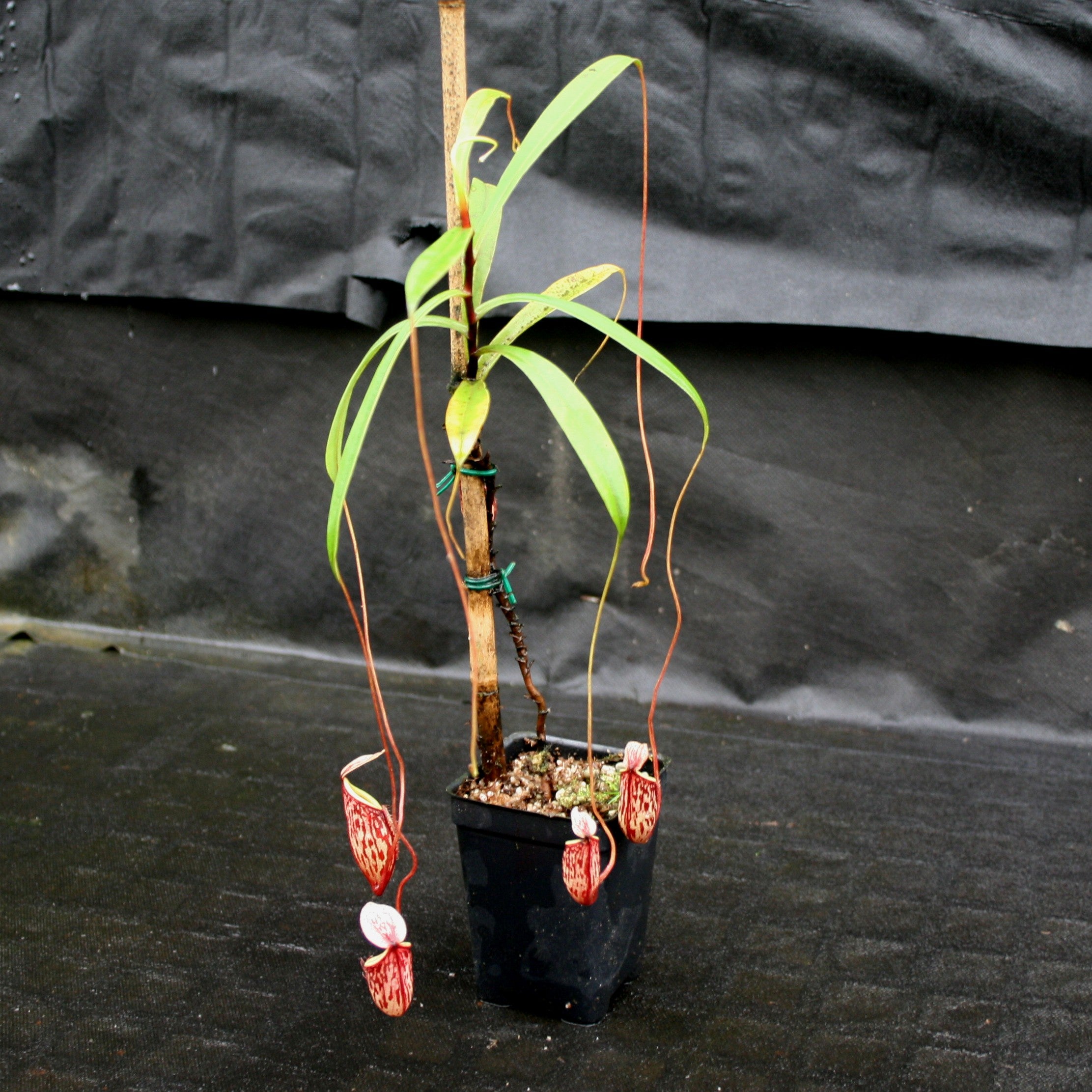 Nepenthes glabrata, BE-4592 – Carnivero