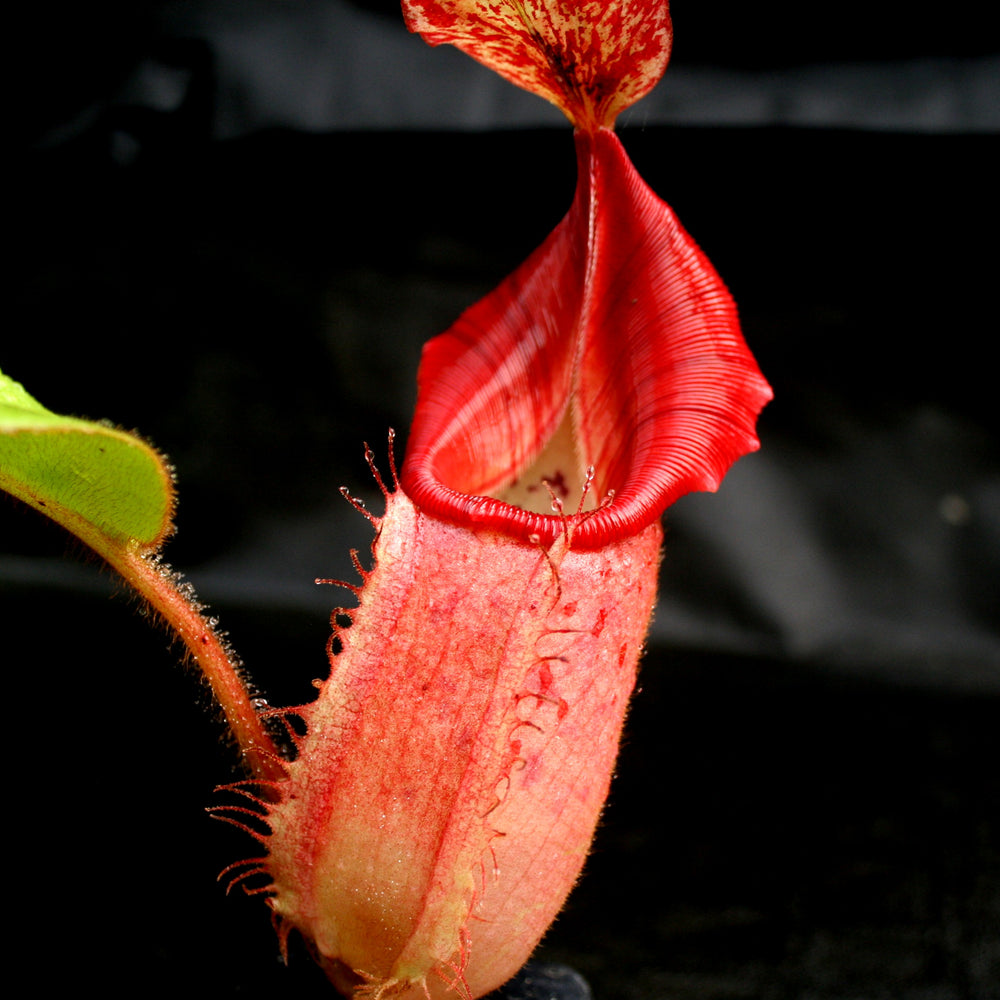 Nepenthes (tiveyi x veitchii) x veitchii 