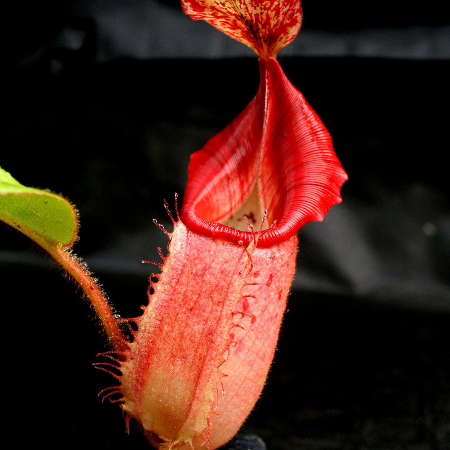 Nepenthes (tiveyi x veitchii) x veitchii "Pink Candy Cane", CAR-0020