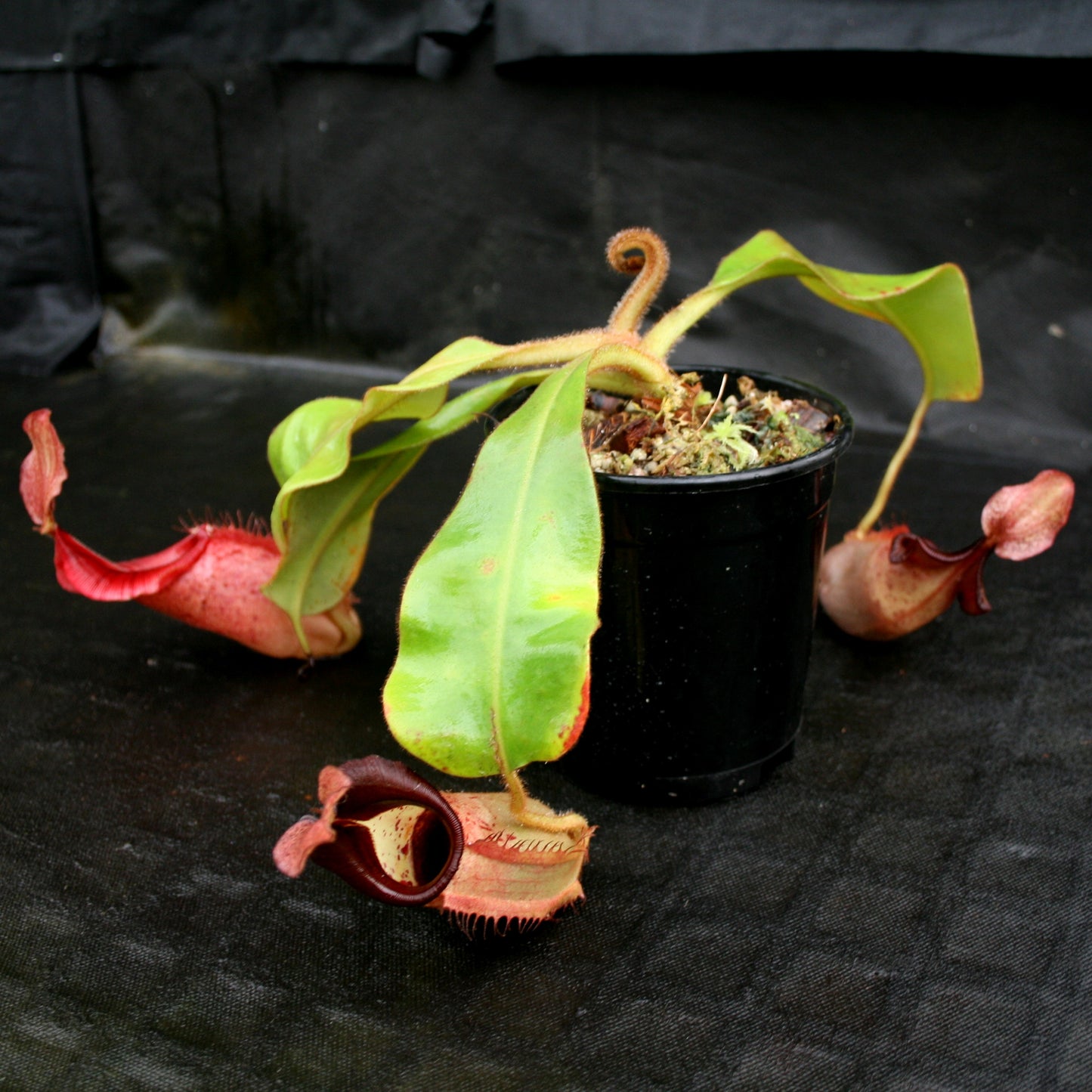 Nepenthes (tiveyi x veitchii) x veitchii "Pink Candy Cane", CAR-0020