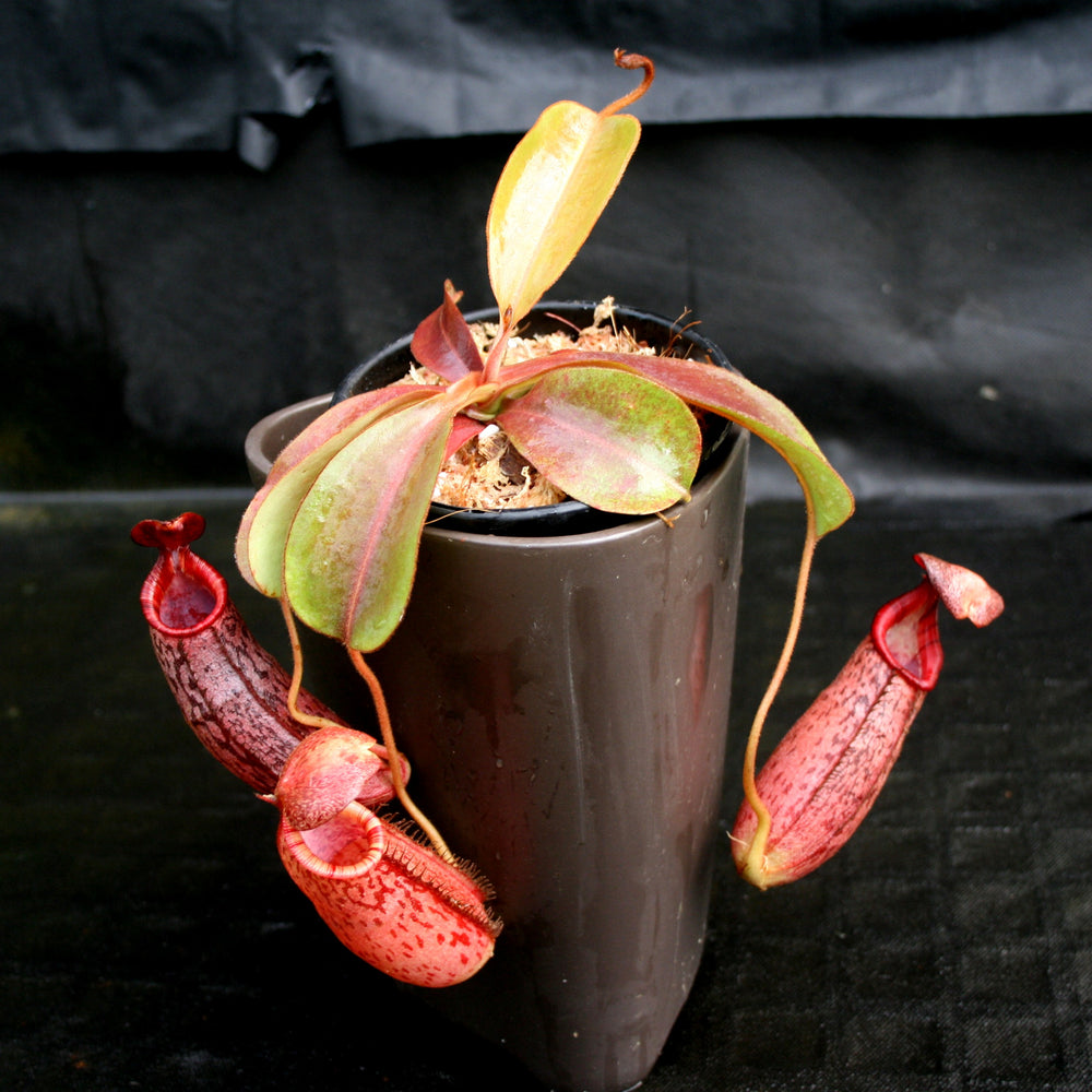 Nepenthes (veitchii x lowii) x spectabilis, BE-3400