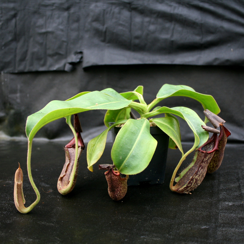 Nepenthes maxima 