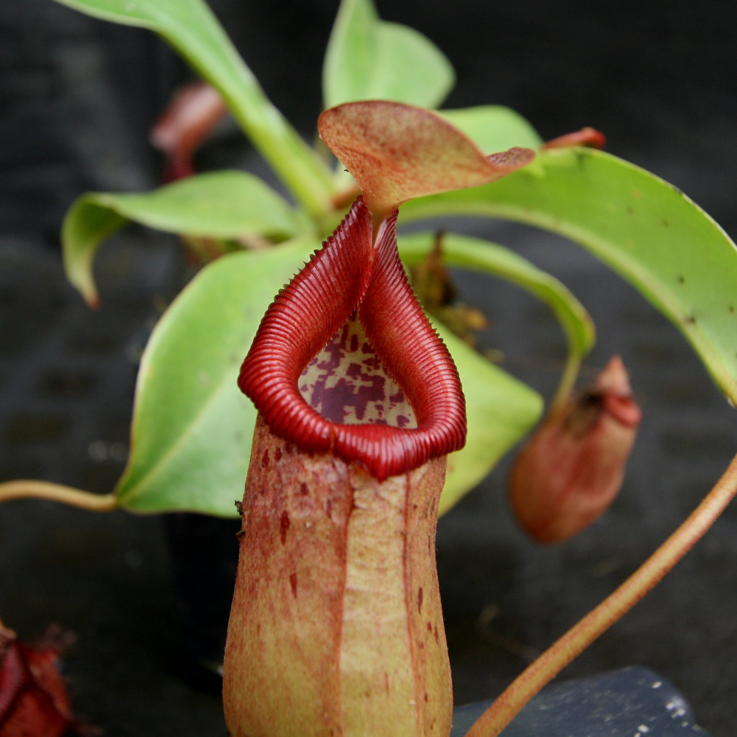 Nepenthes robcantleyi x (sibuyanensis x ventricosa), BE-3748