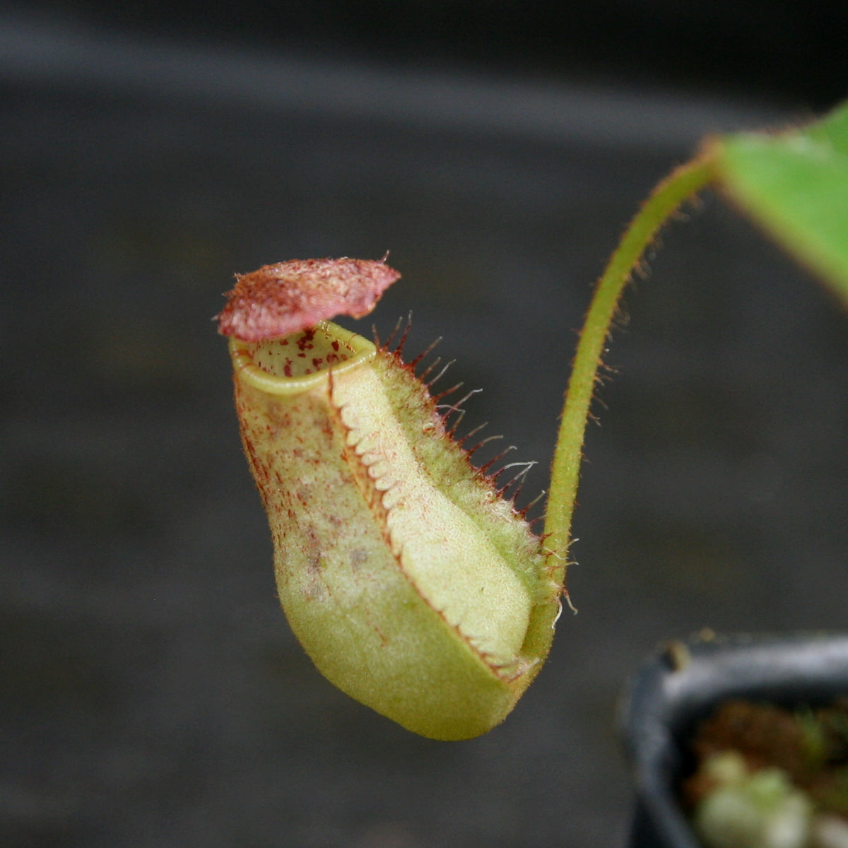 Nepenthes erucoides – Carnivero