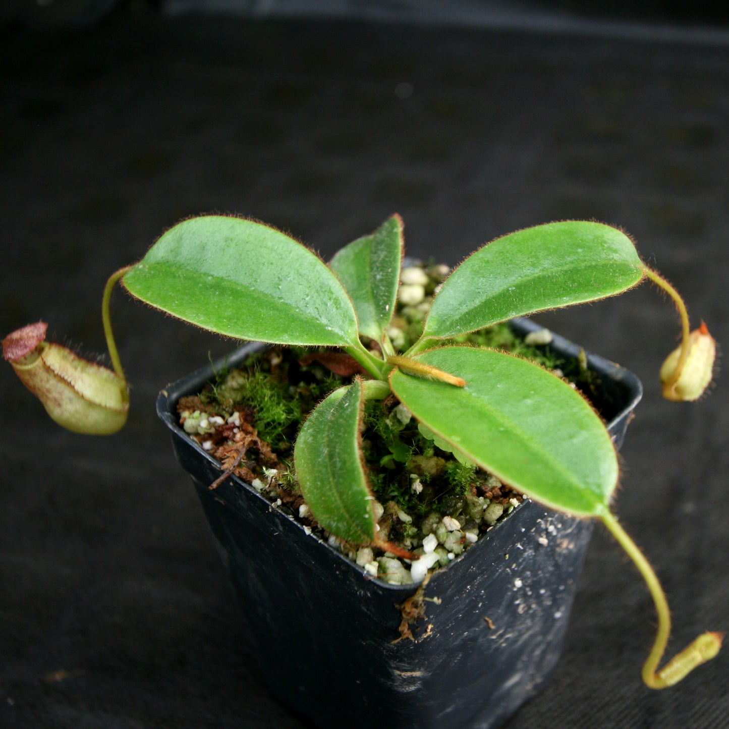 Nepenthes erucoides