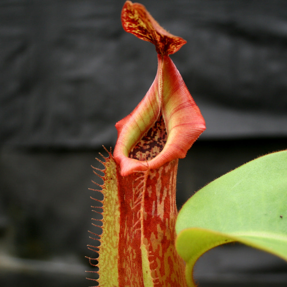 Nepenthes maxima 