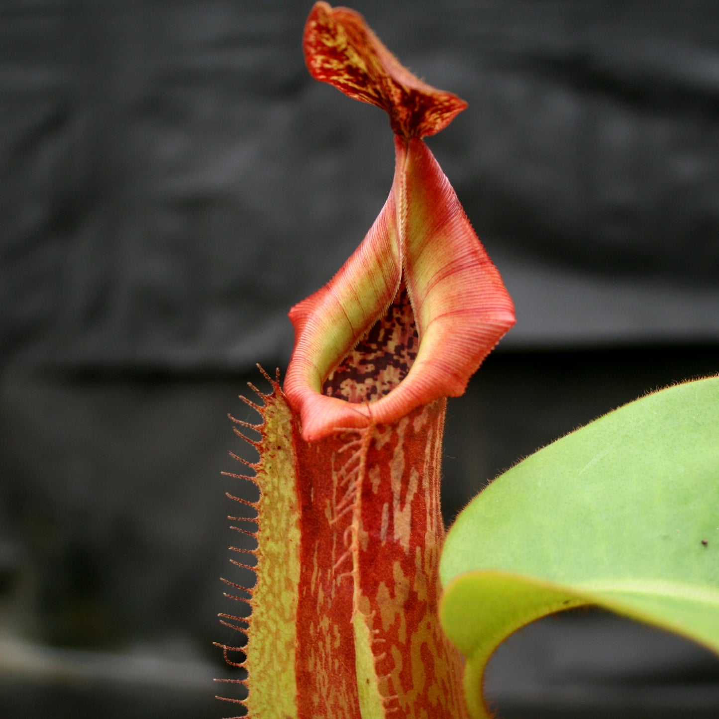 Nepenthes maxima "Pieriensis" x veitchii "Pink Candy Cane", CAR-0049