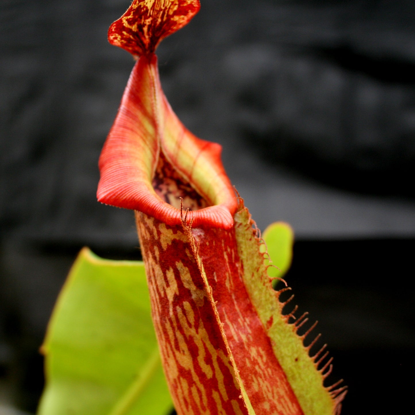 Nepenthes maxima "Pieriensis" x veitchii "Pink Candy Cane", CAR-0049