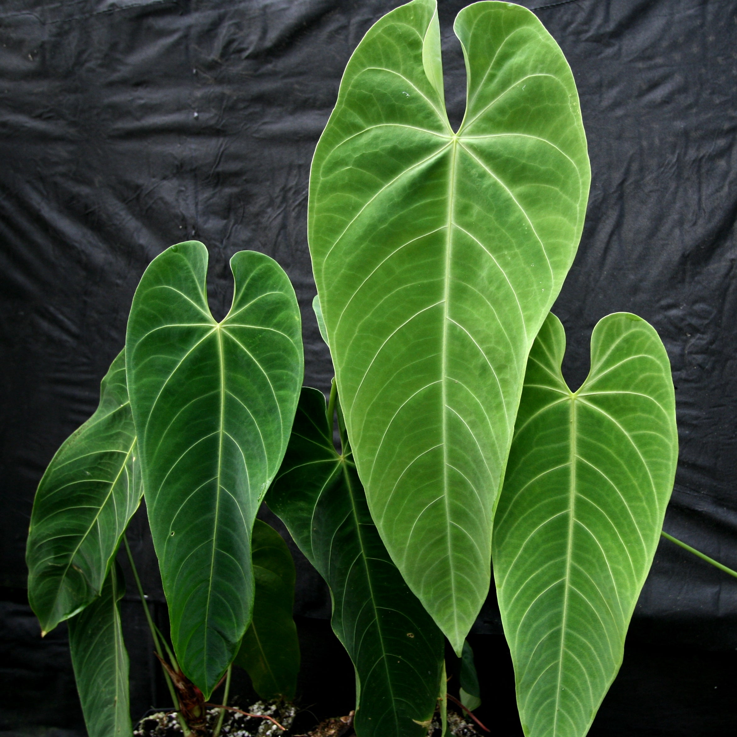 Anthurium queremalense – Carnivero