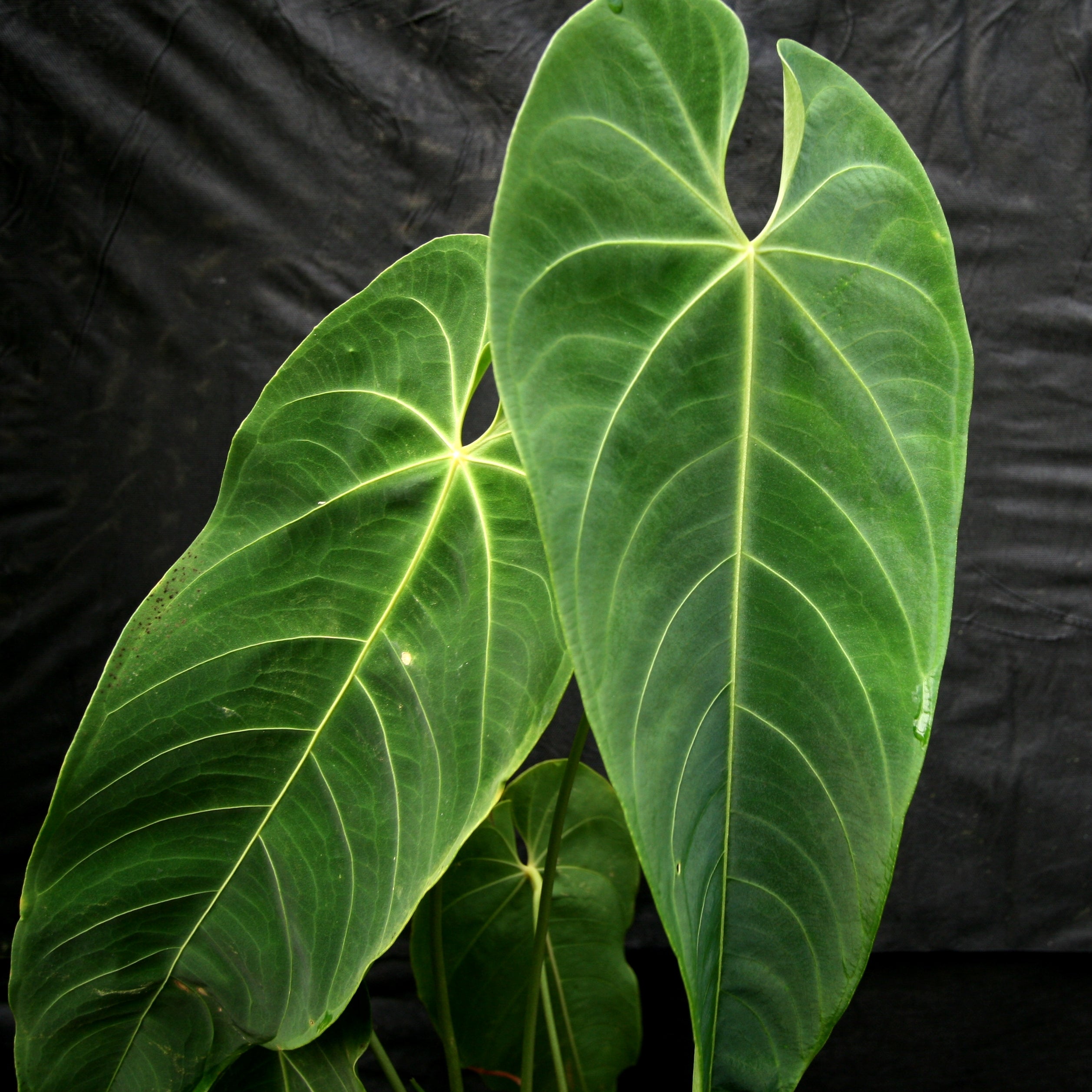 Anthurium queremalense – Carnivero