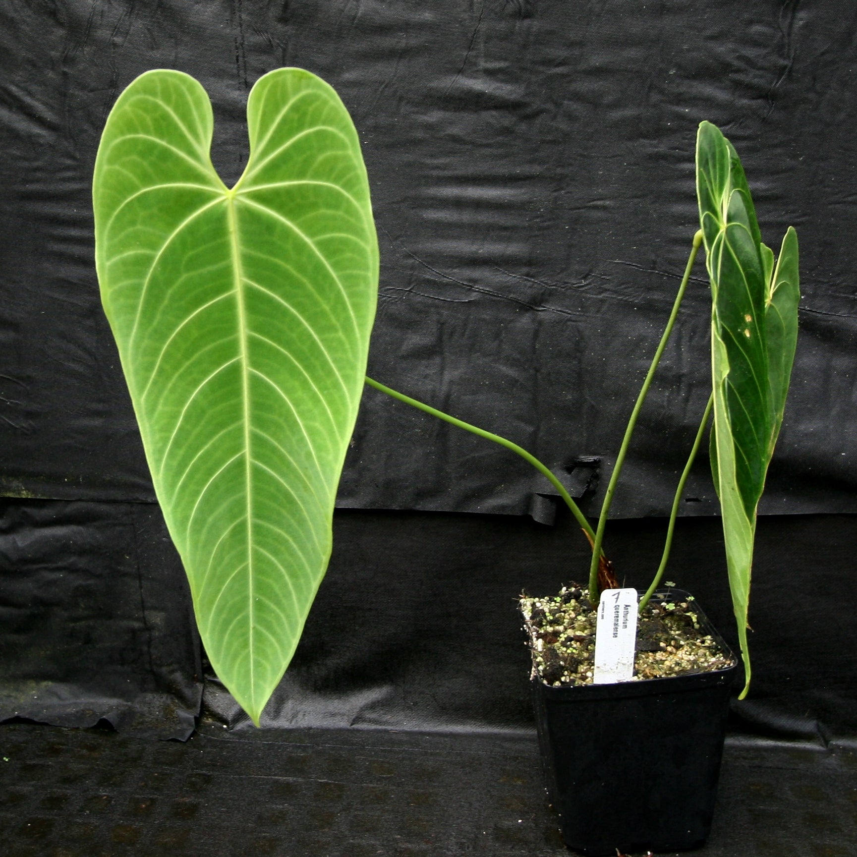 Anthurium queremalense – Carnivero