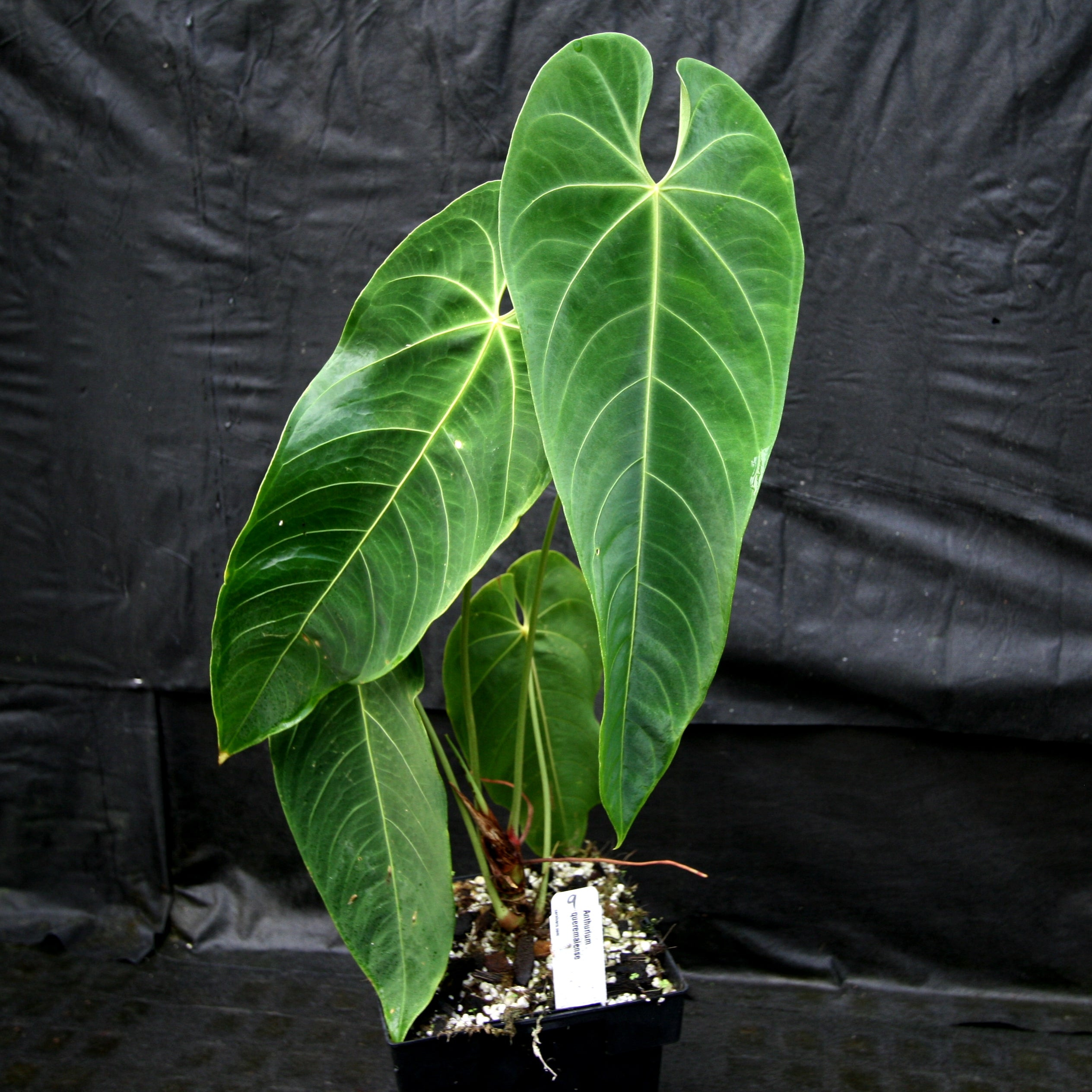 Anthurium queremalense – Carnivero