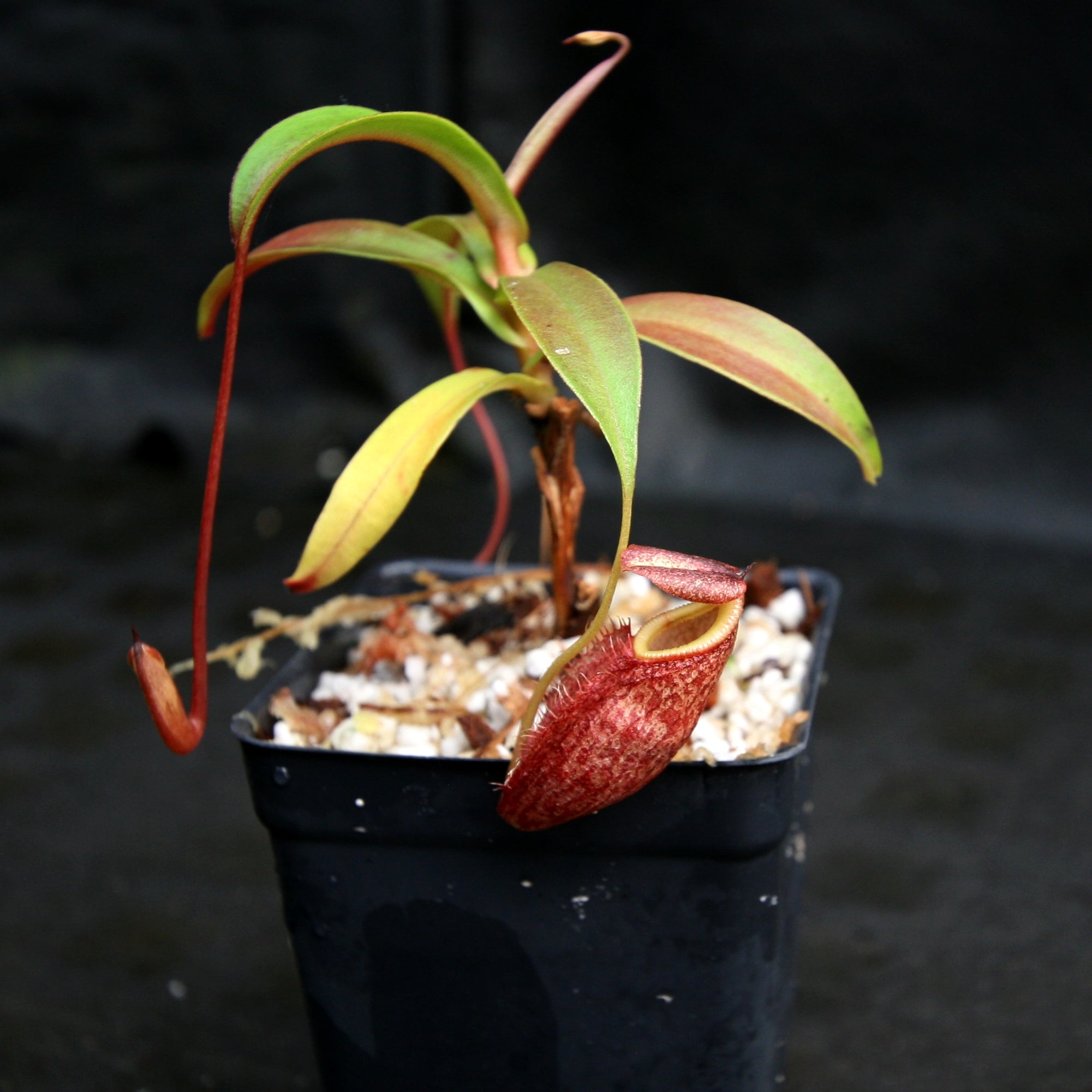 Nepenthes gymnamphora, BE-4059 – Carnivero