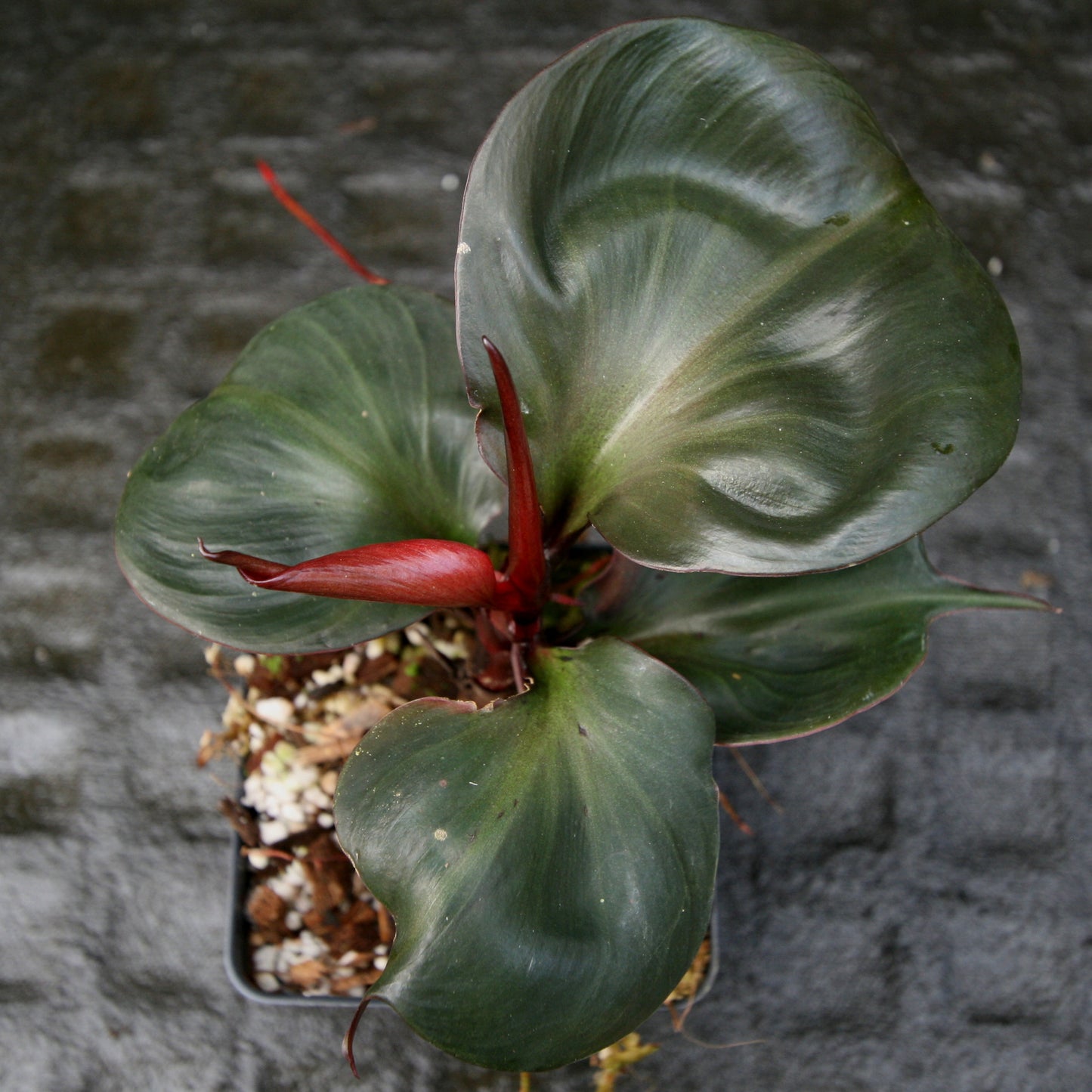 Philodendron Red Heart