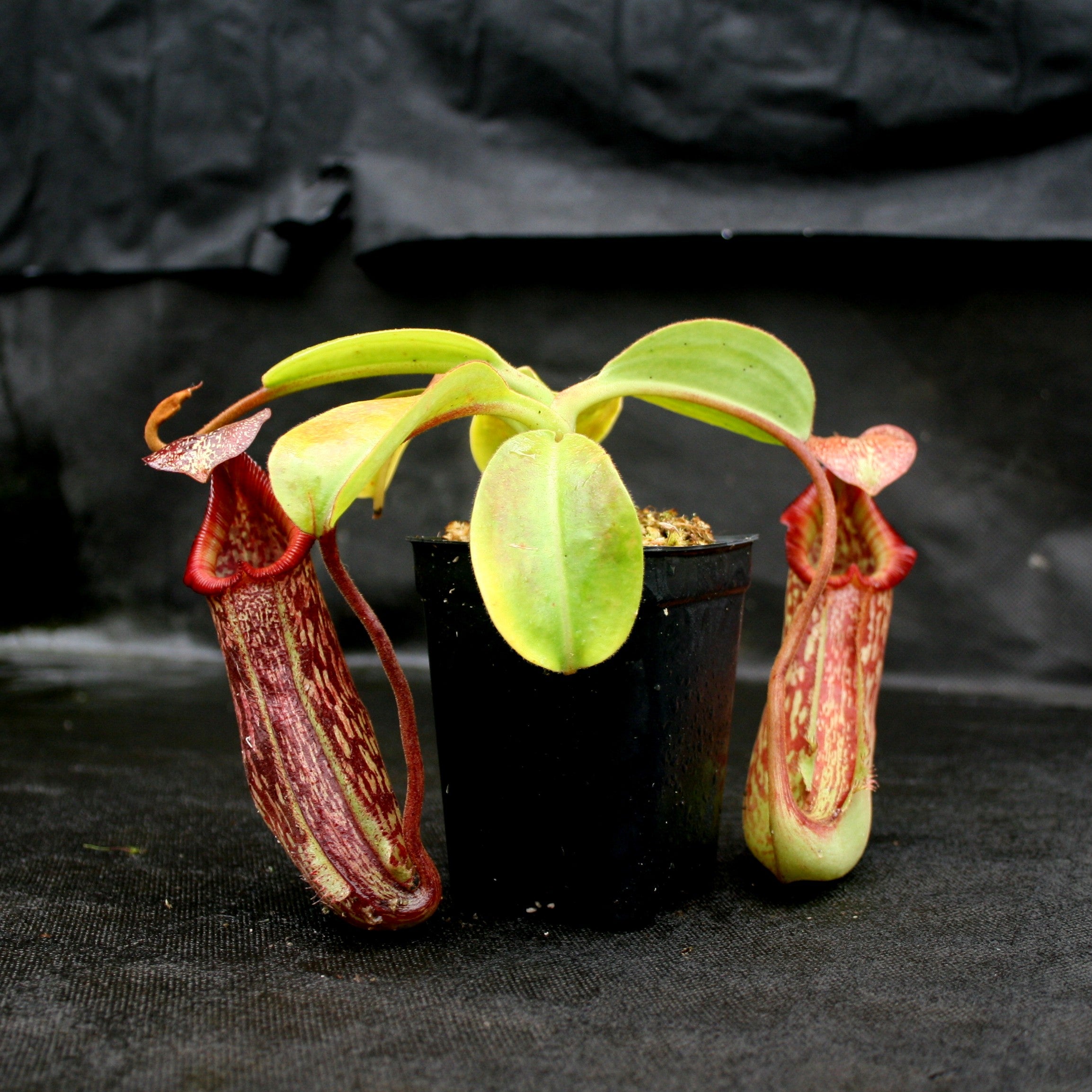 Nepenthes maxima x Trusmadiensis – Carnivero