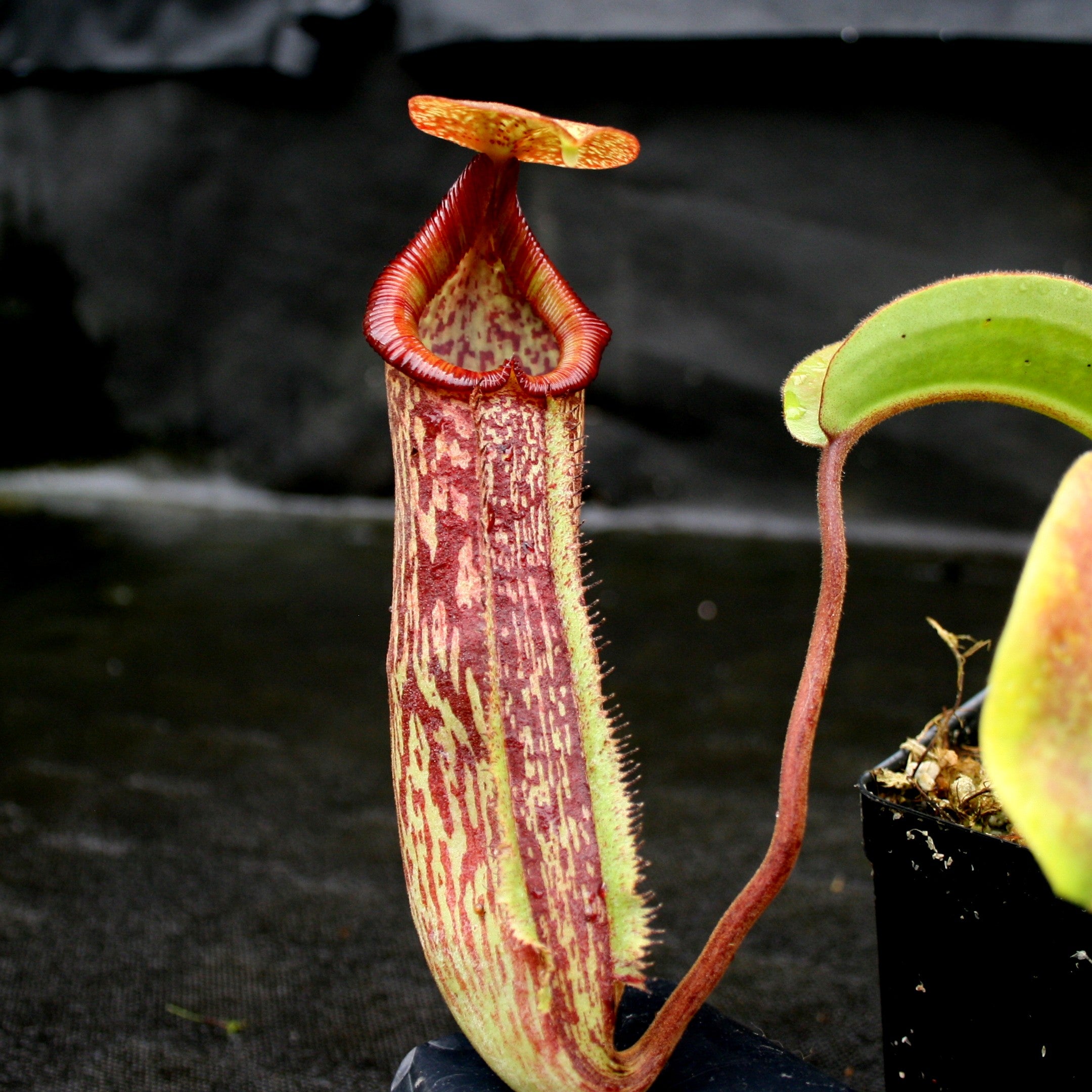 Nepenthes maxima x Trusmadiensis – Carnivero