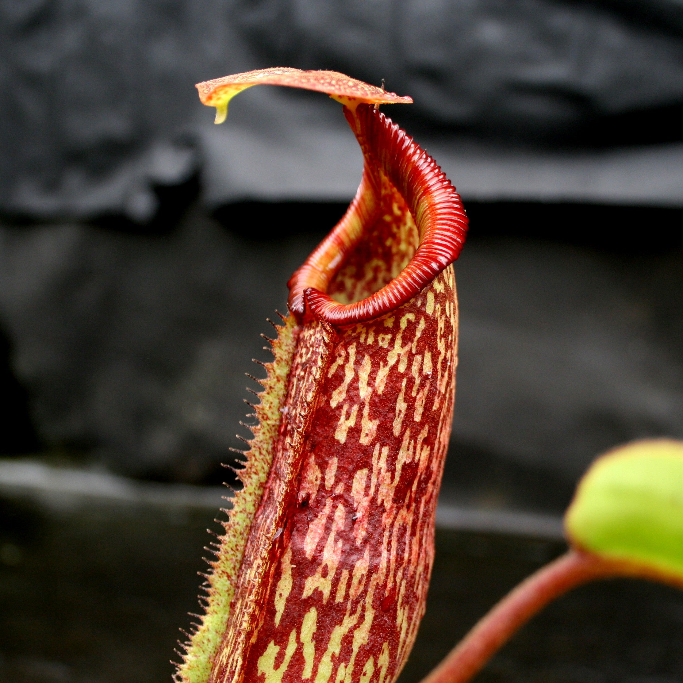 Nepenthes maxima x Trusmadiensis – Carnivero