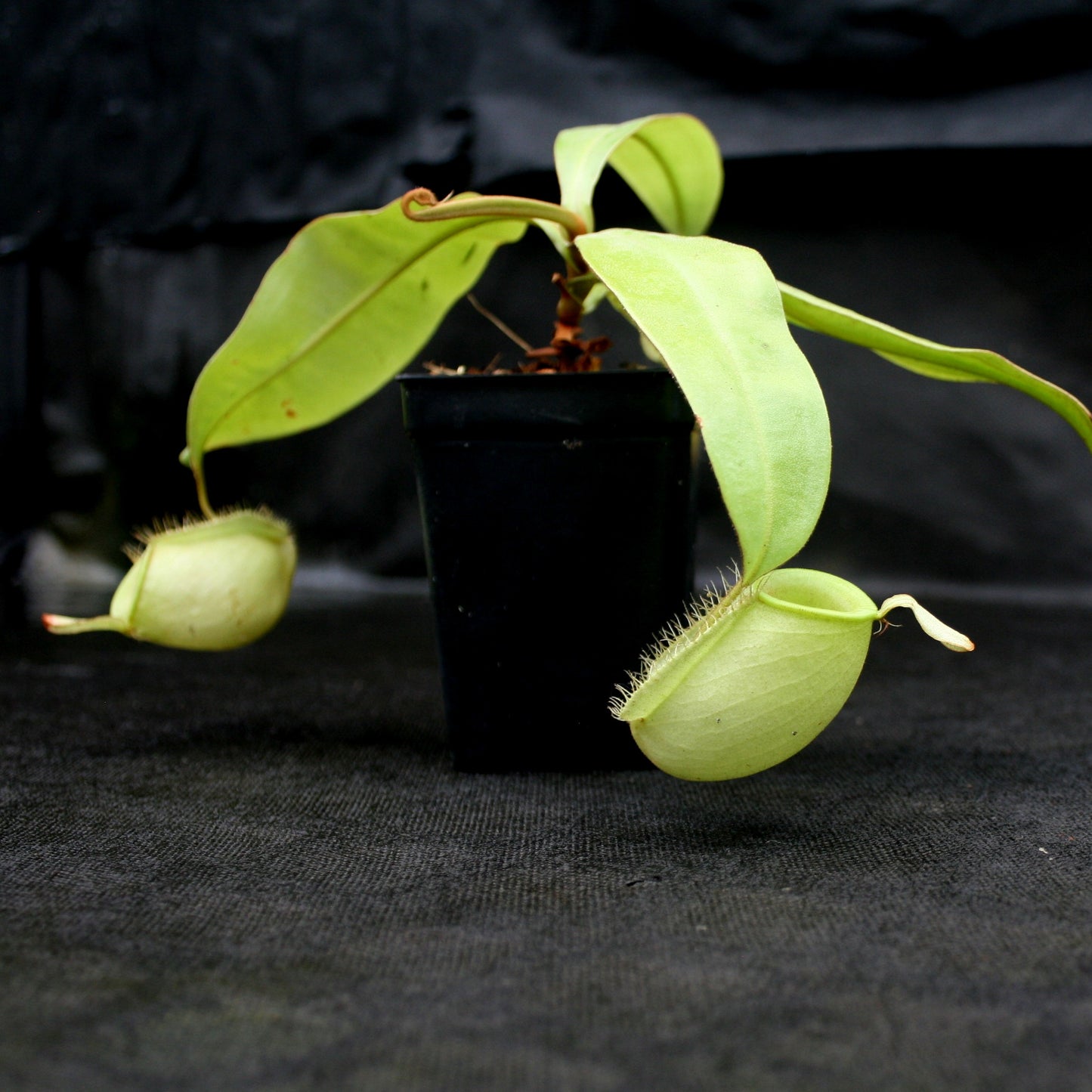 Nepenthes ampullaria Green