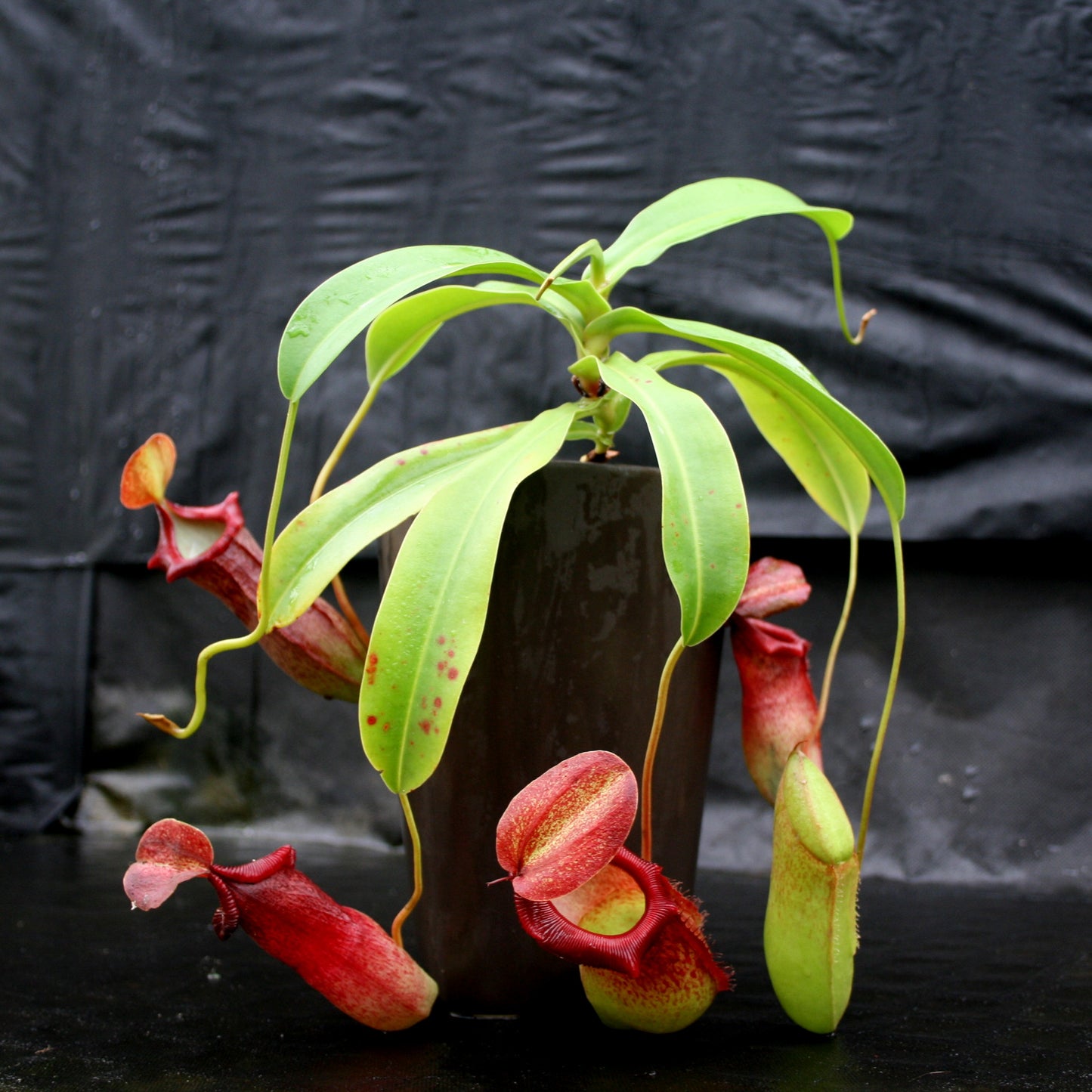 Nepenthes ventricosa Madja-as x (spathulata x jacquelineae)-BE Best, CAR-0040