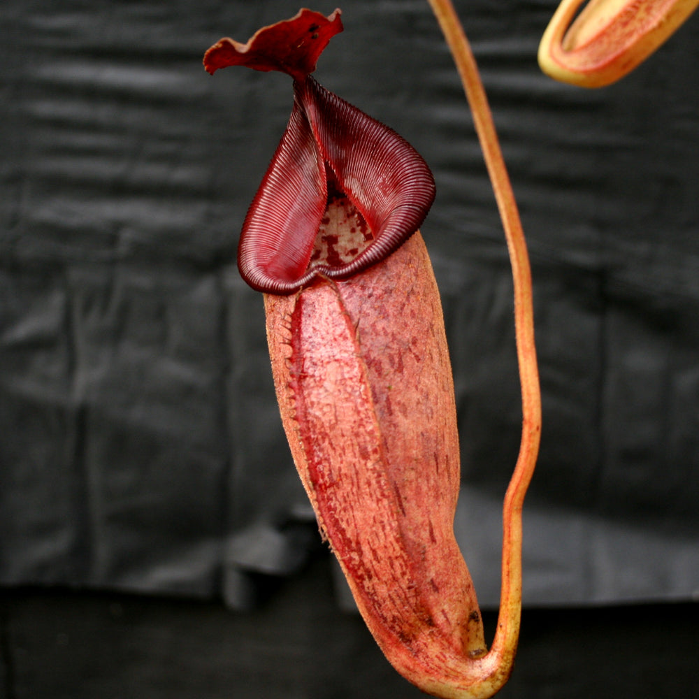 Nepenthes talangensis x robcantleyi, pitcher plant, carnivorous plant, collectors plant, large pitchers, rare plants