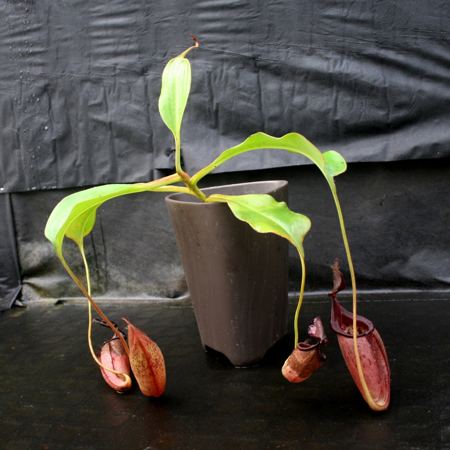 Nepenthes talangensis x robcantleyi, pitcher plant, carnivorous plant, collectors plant, large pitchers, rare plants