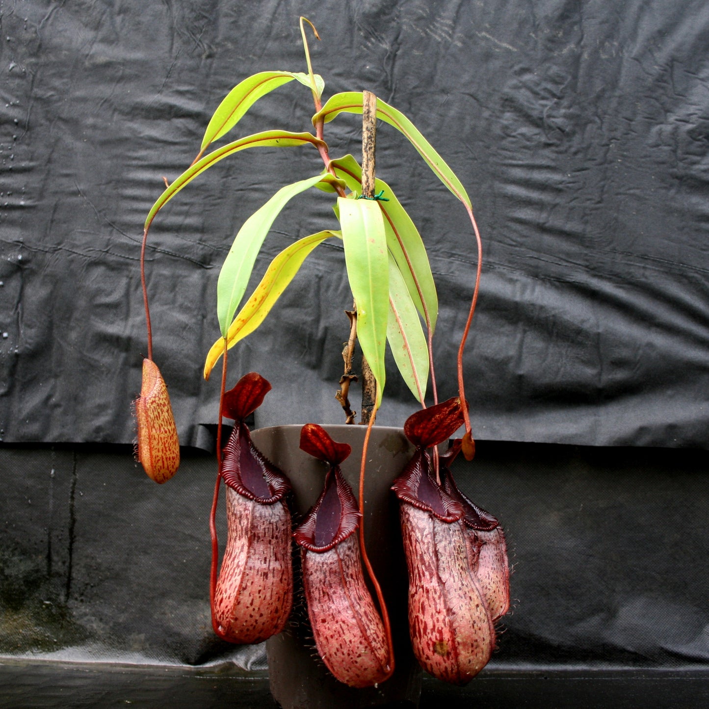 Nepenthes burkei x hamata