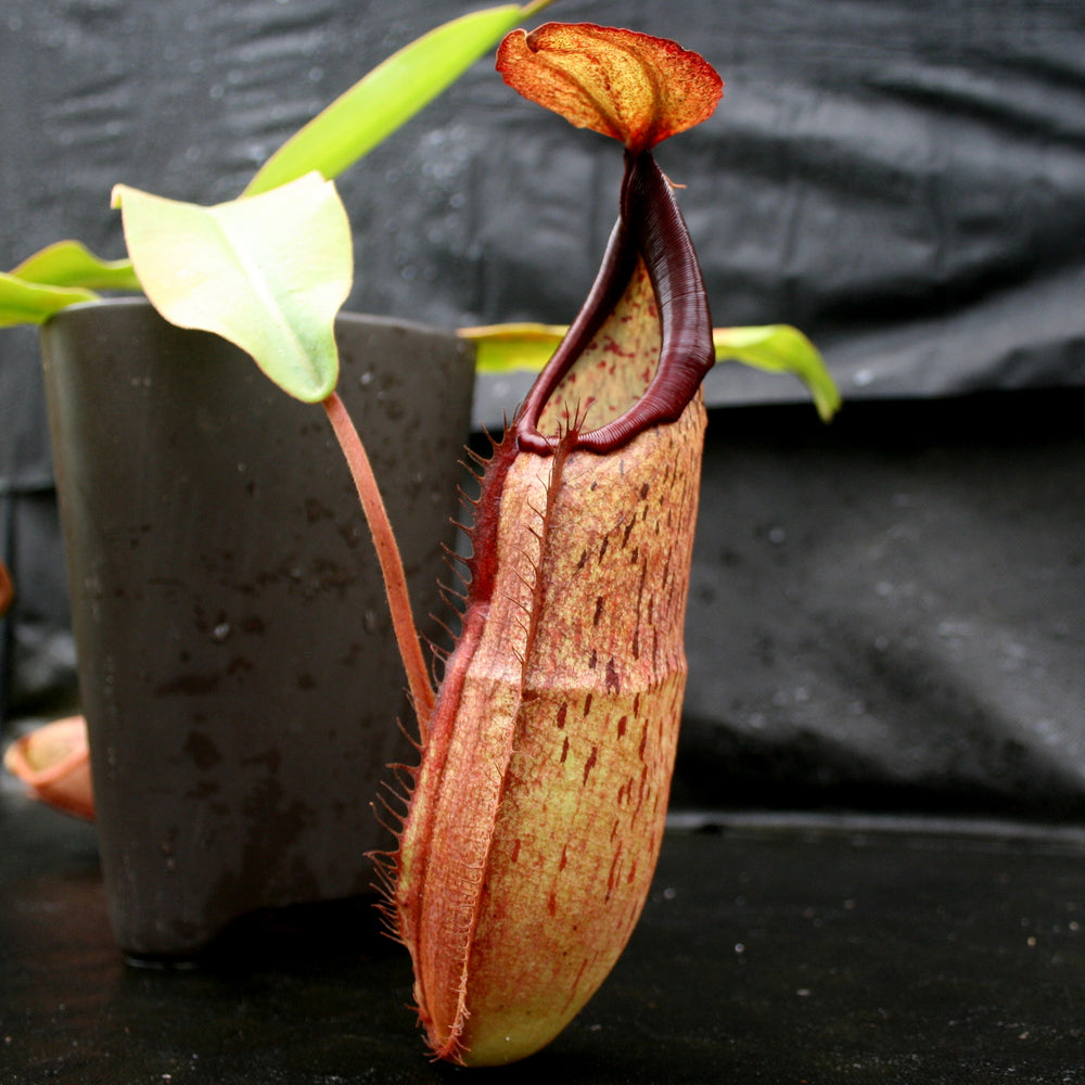 Nepenthes sumudera, BE-3172