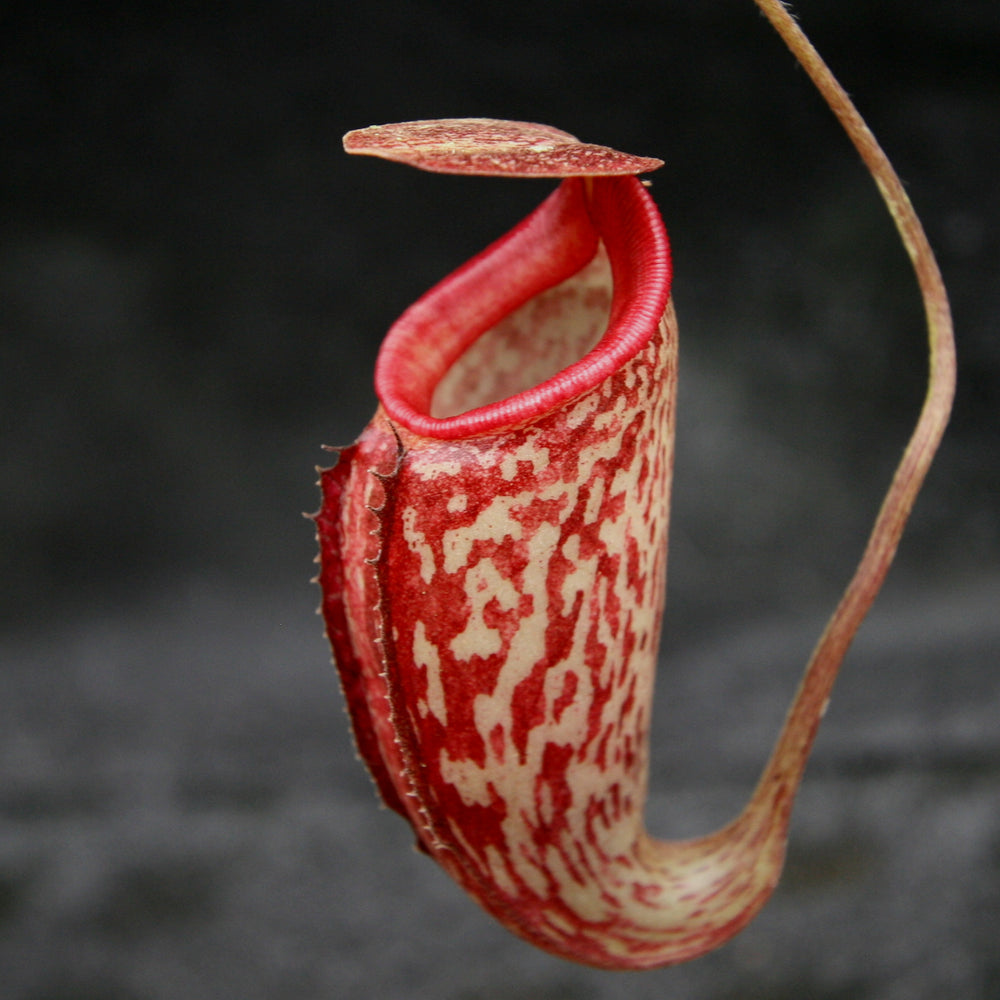 Nepenthes maxima x talangensis 