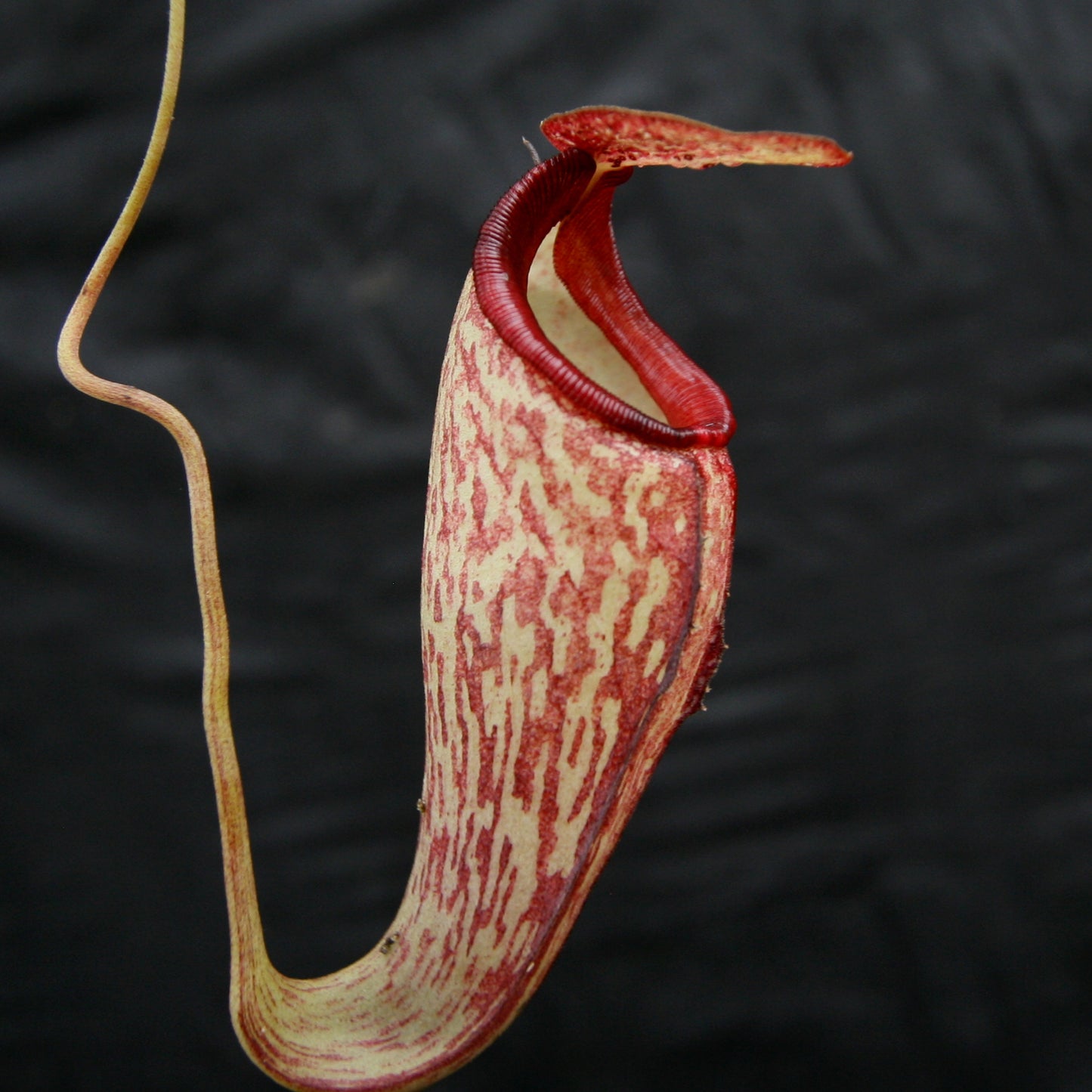 Nepenthes maxima x talangensis "Lady Pauline", BE-3679