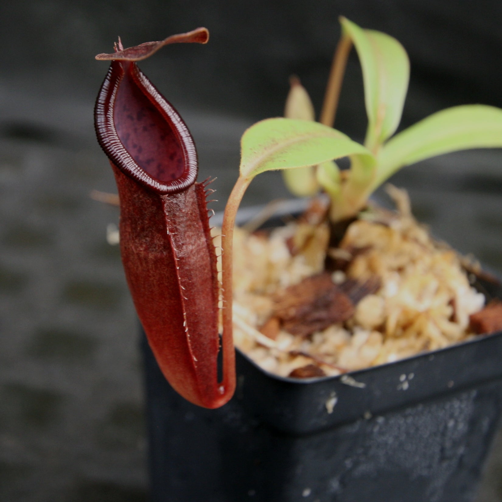 Nepenthes inermis x bongso, BE-3897 – Carnivero